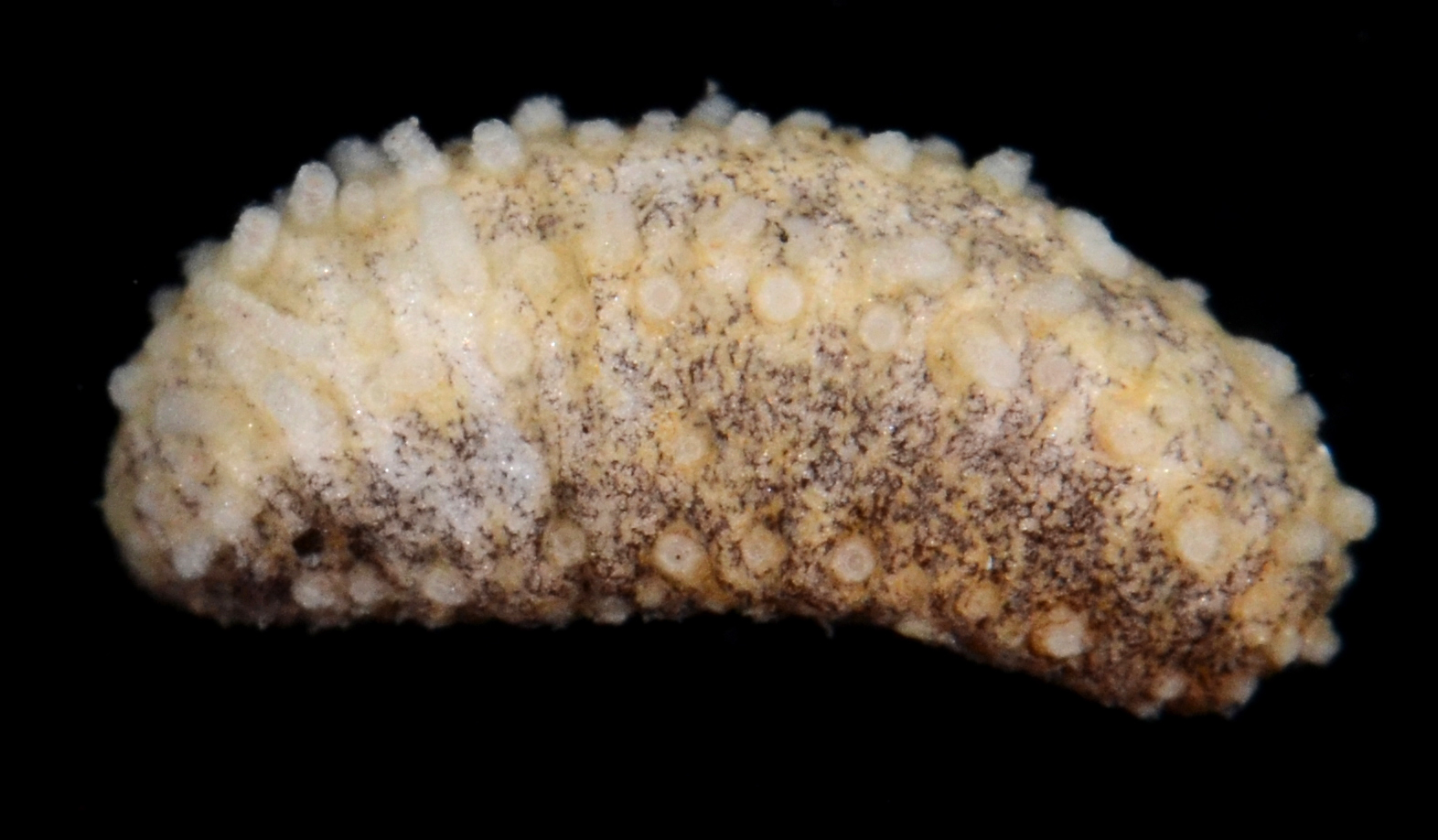 Cucumariidae