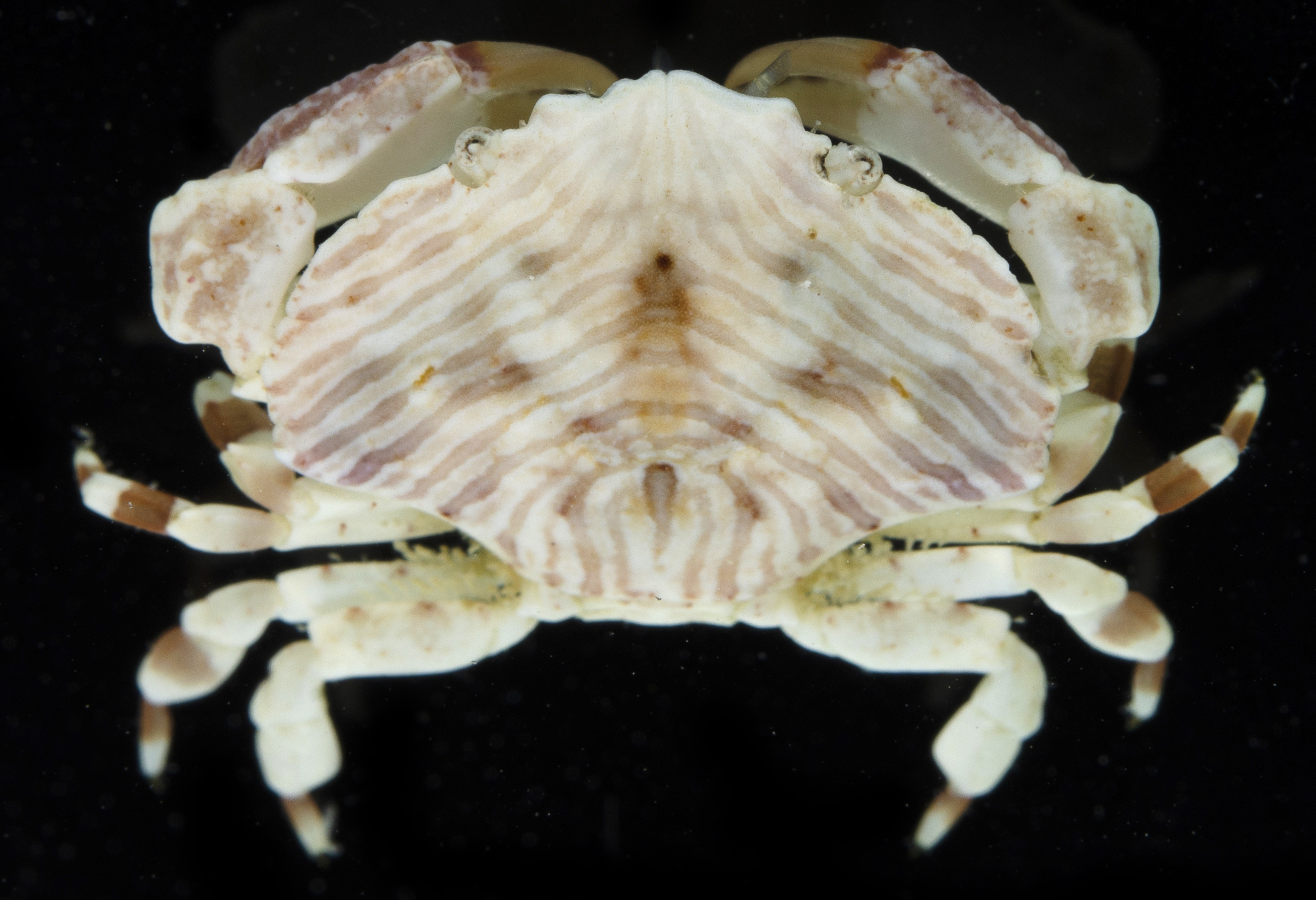 Neoxanthops lineatus image