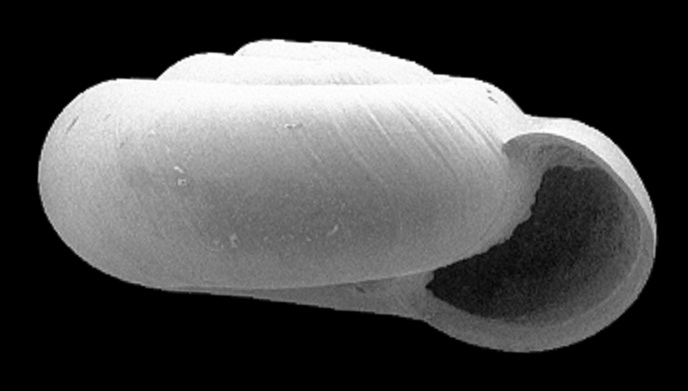 Helicodiscidae image