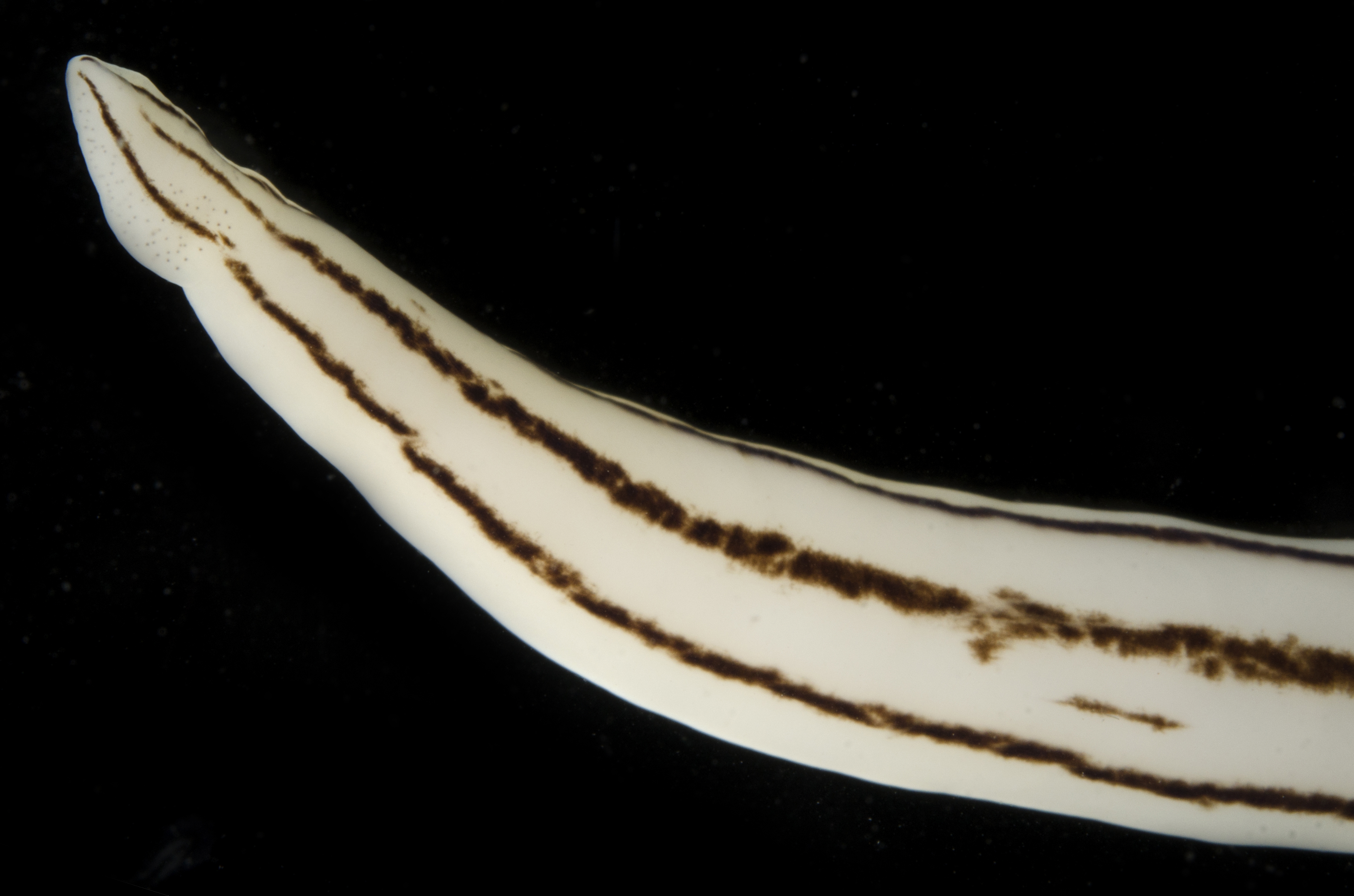 Baseodiscus quinquelineatus image