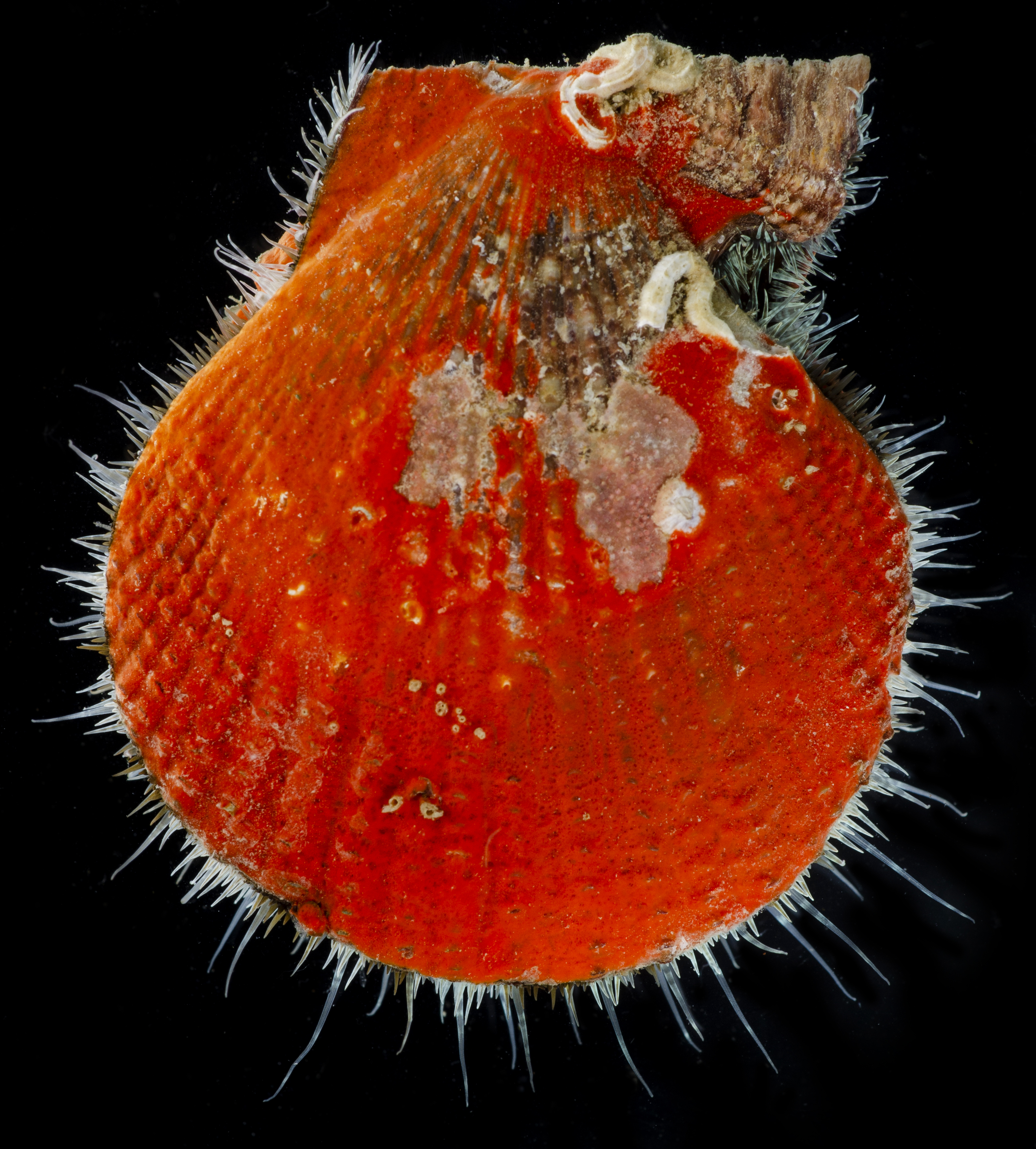 Mimachlamys sanguinea image