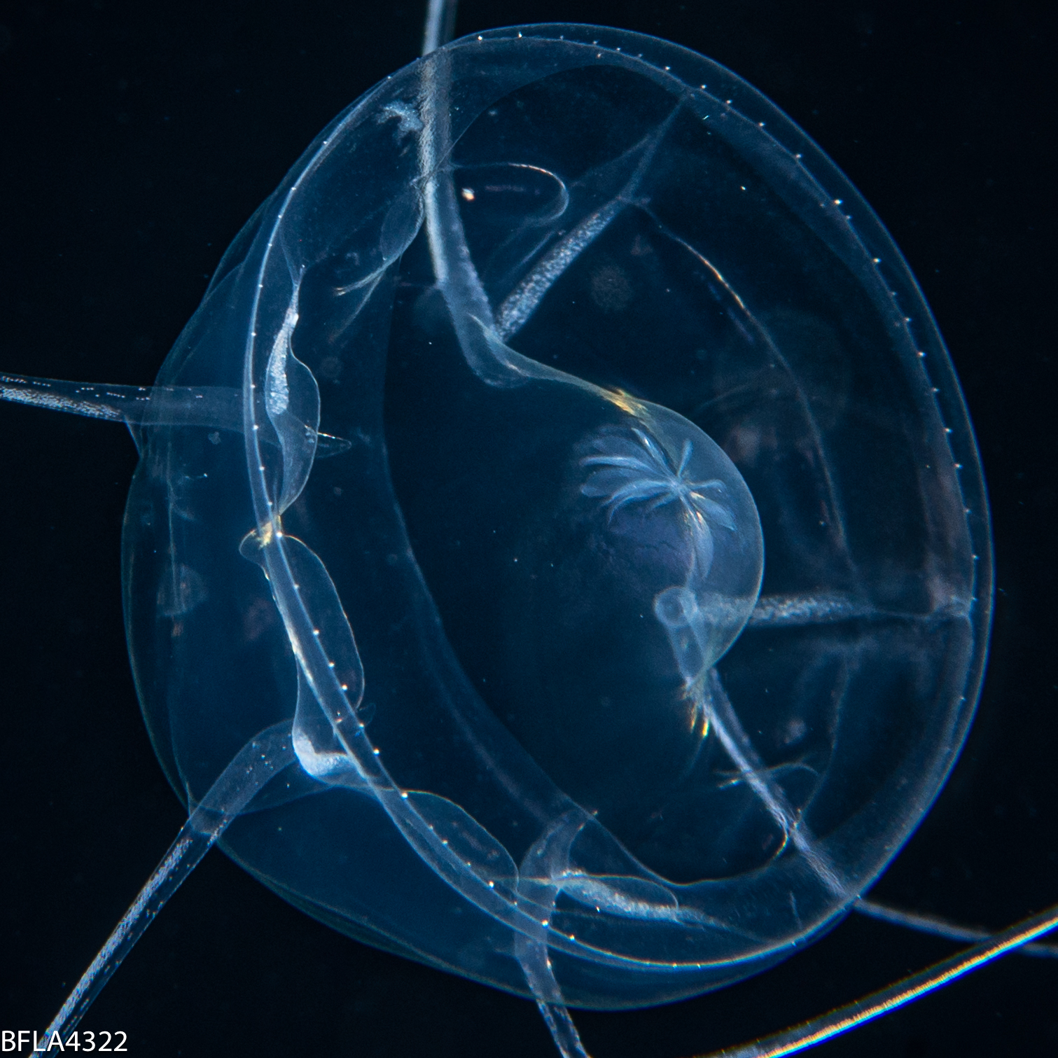 Pseudaegina rhodina
