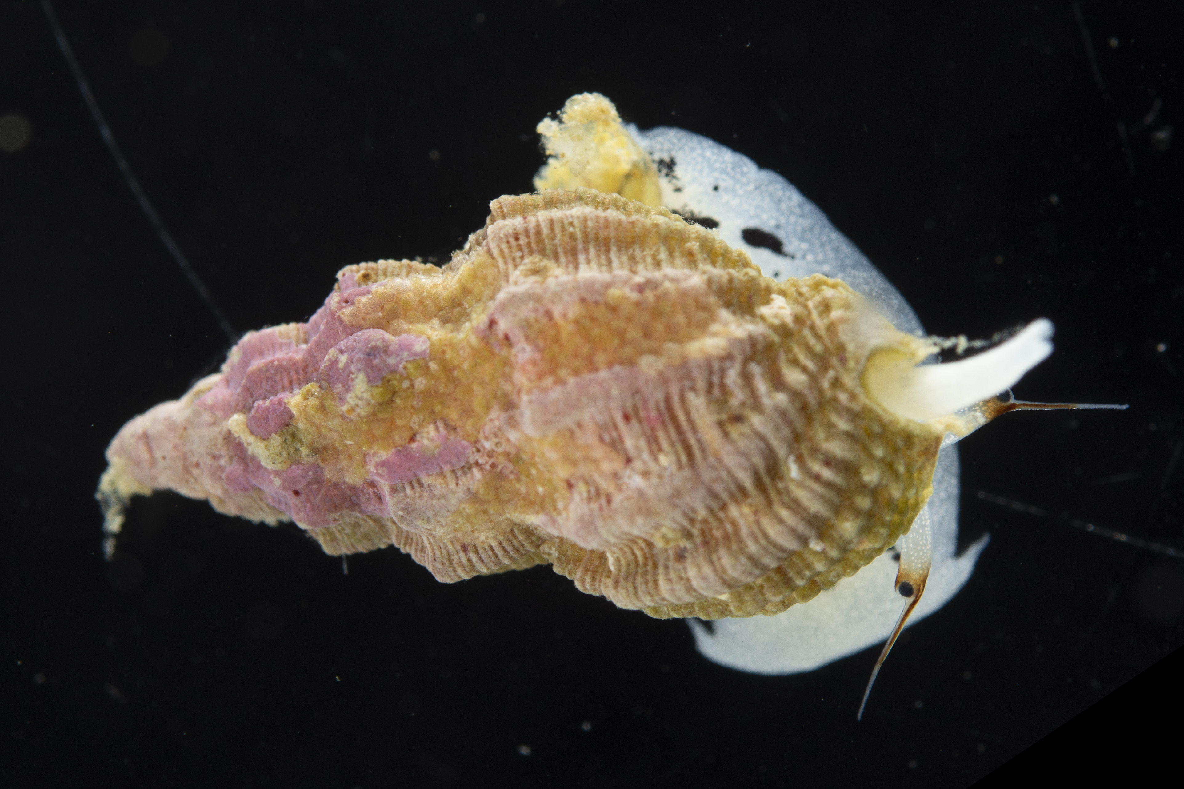 Cancellariidae