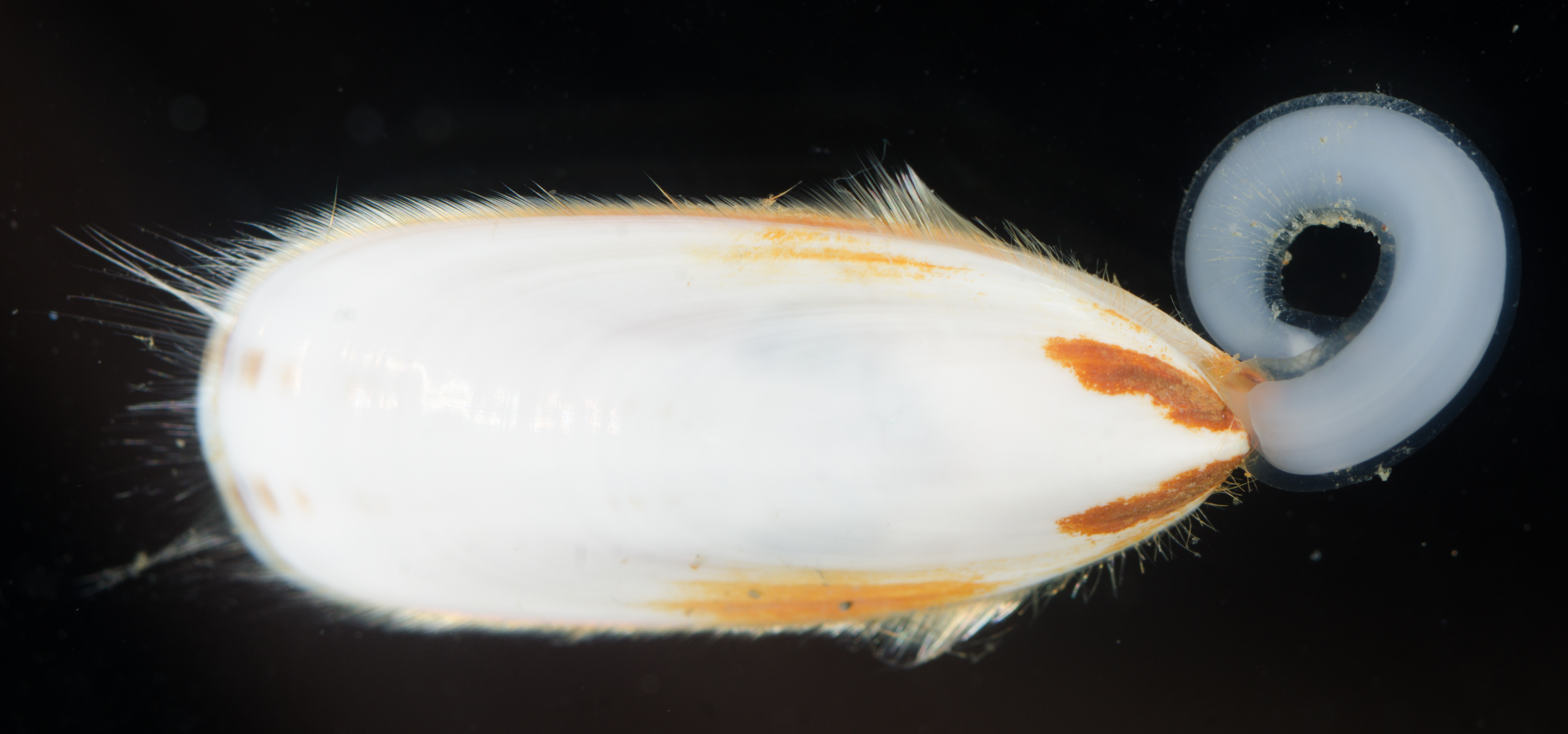 Glottidia albida image