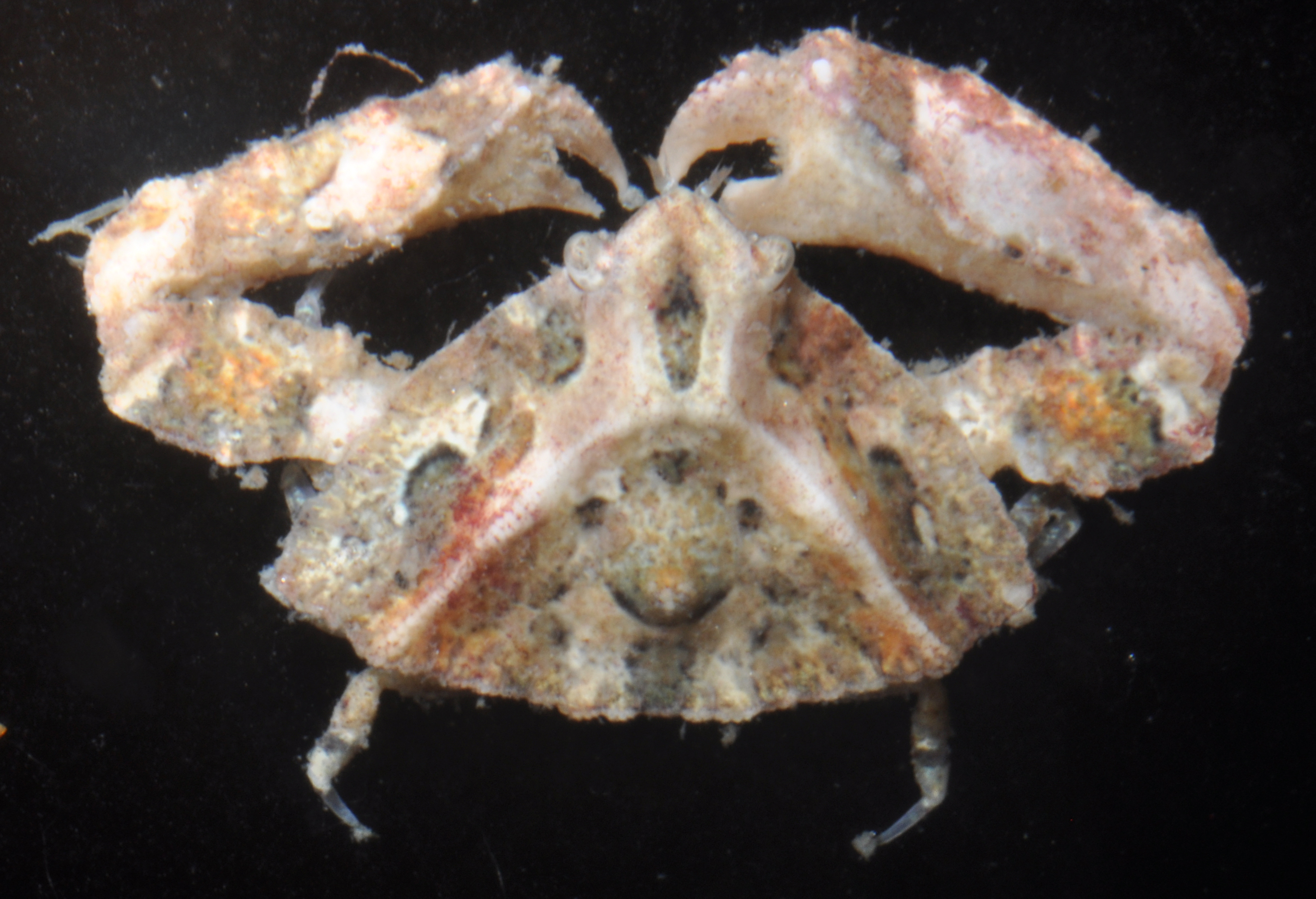Heterocrypta granulata