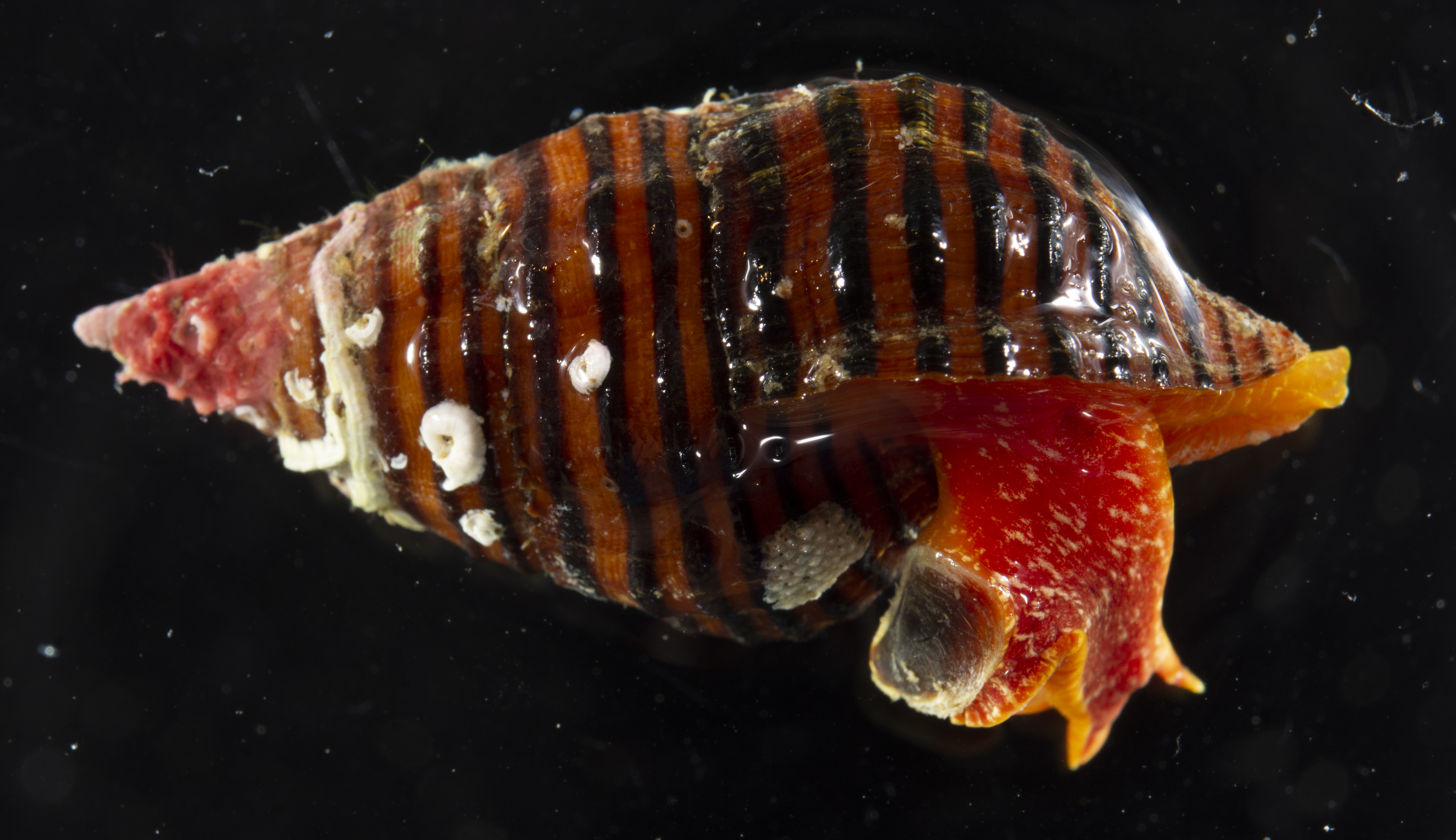 Turrilatirus turritus thumbnail