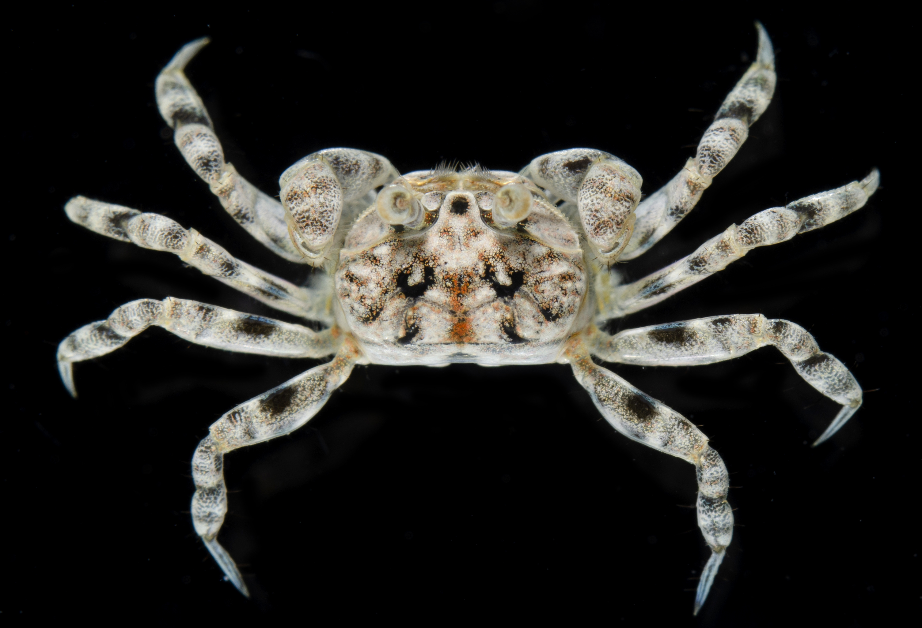 Scopimera
