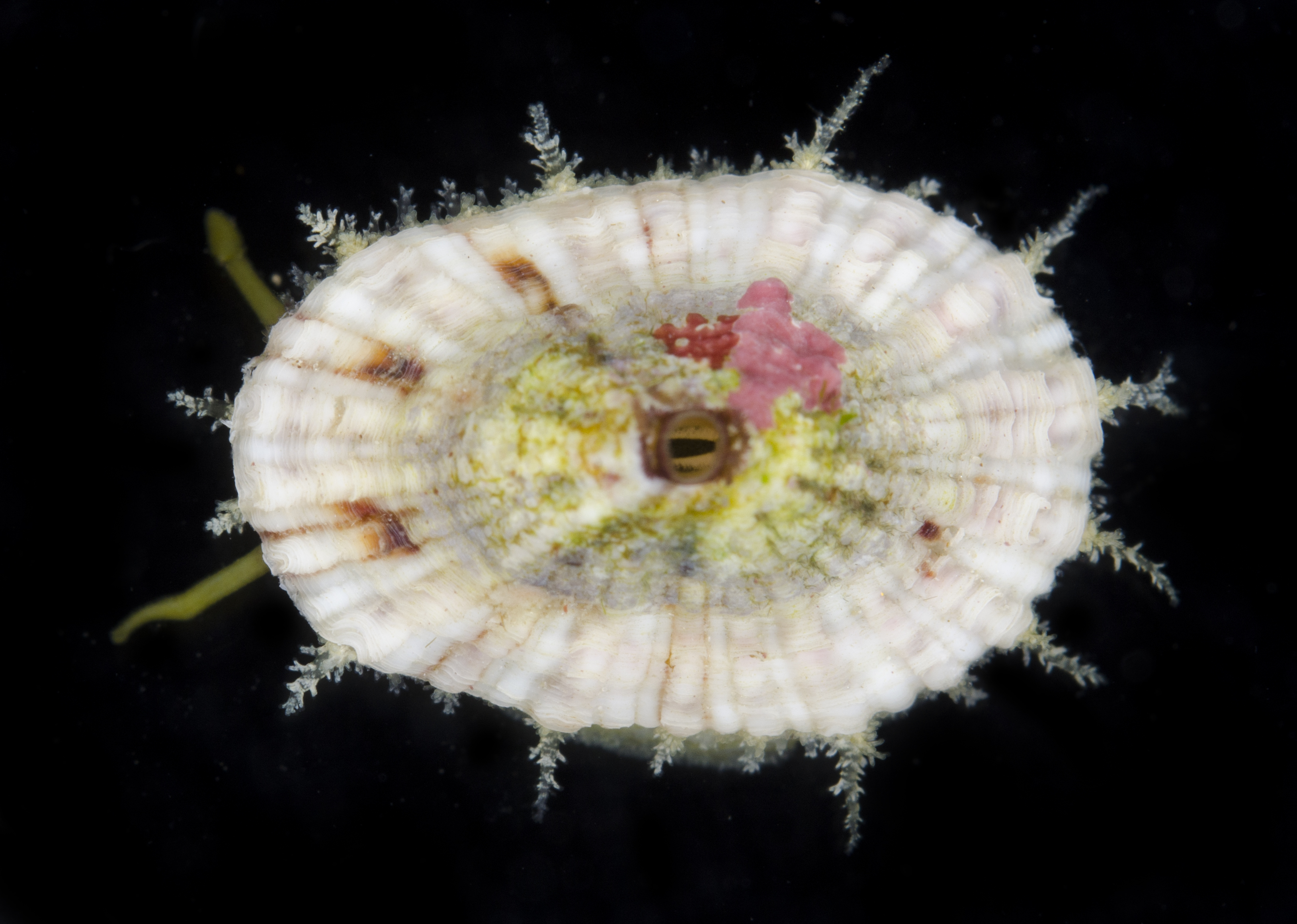 Diodora variegata