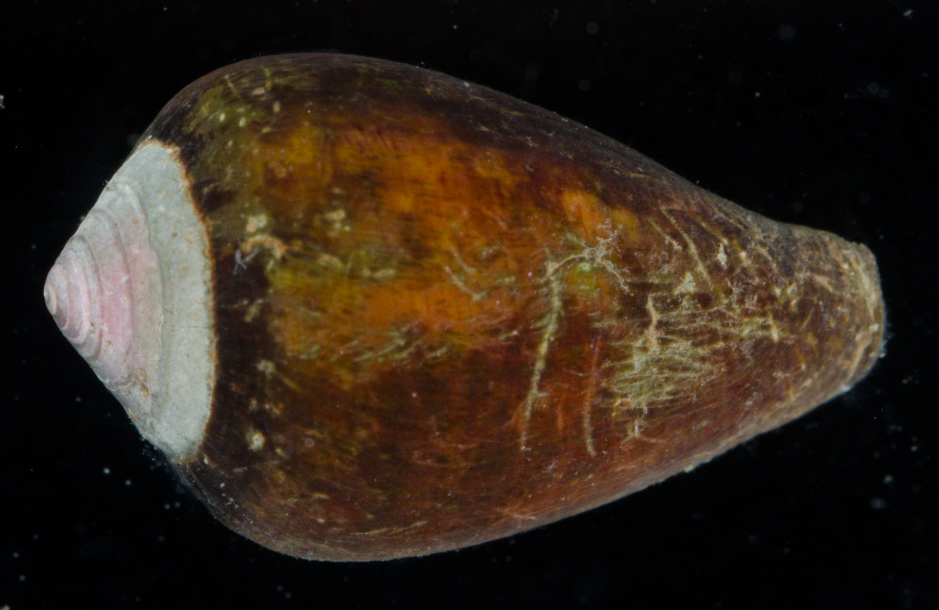 Conus californicus image
