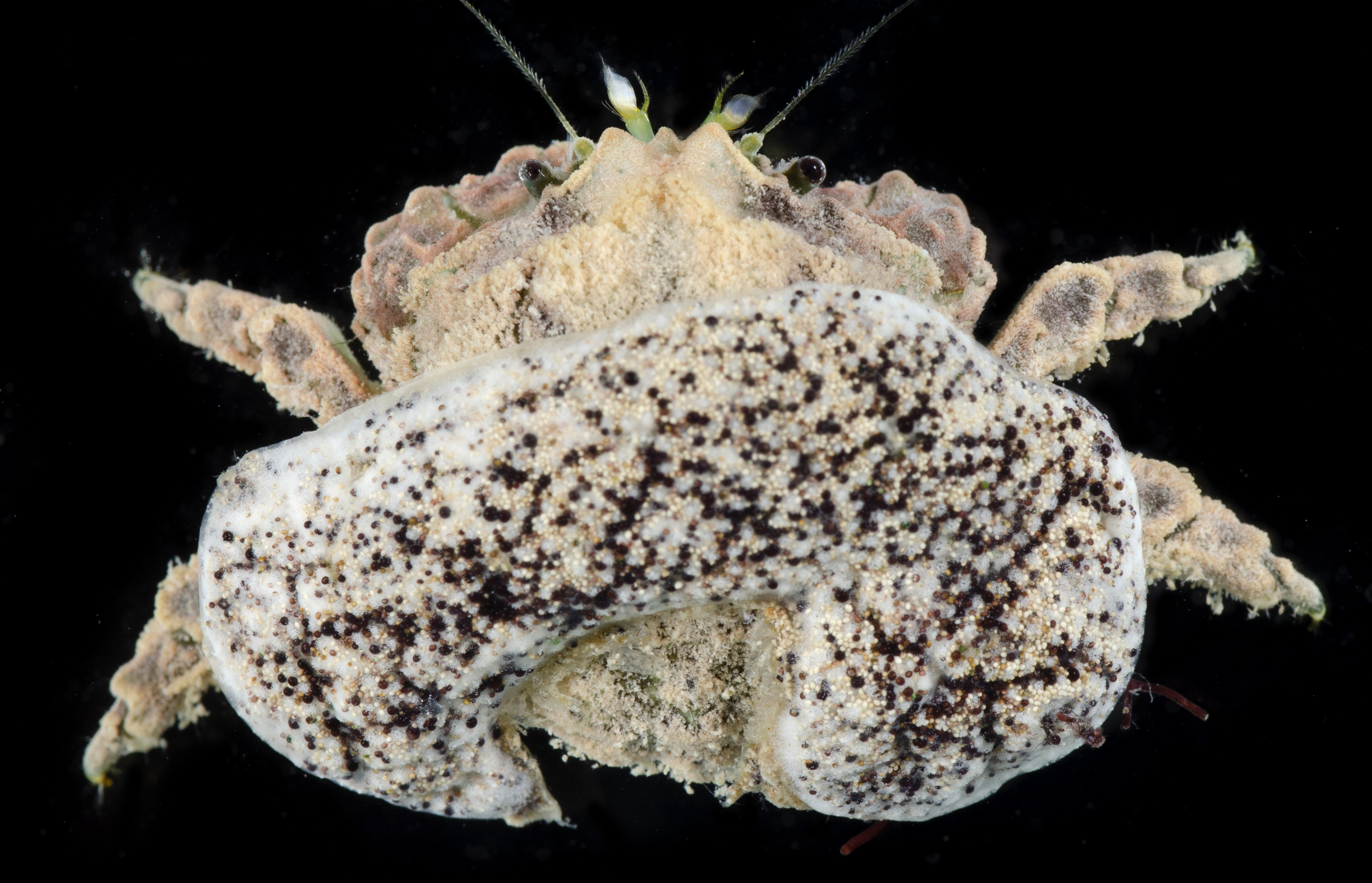 Epigodromia