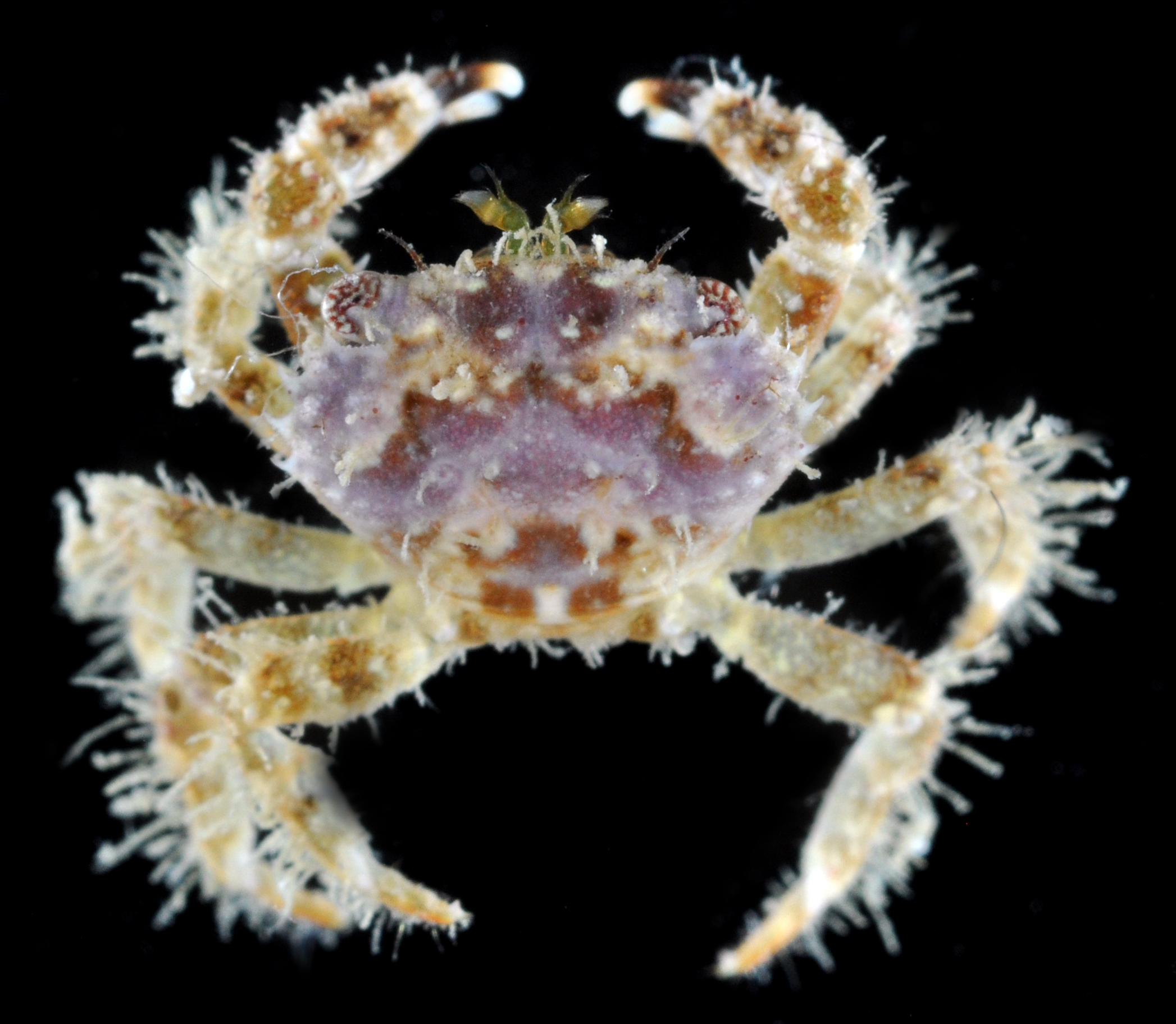 Cyclodius thumbnail