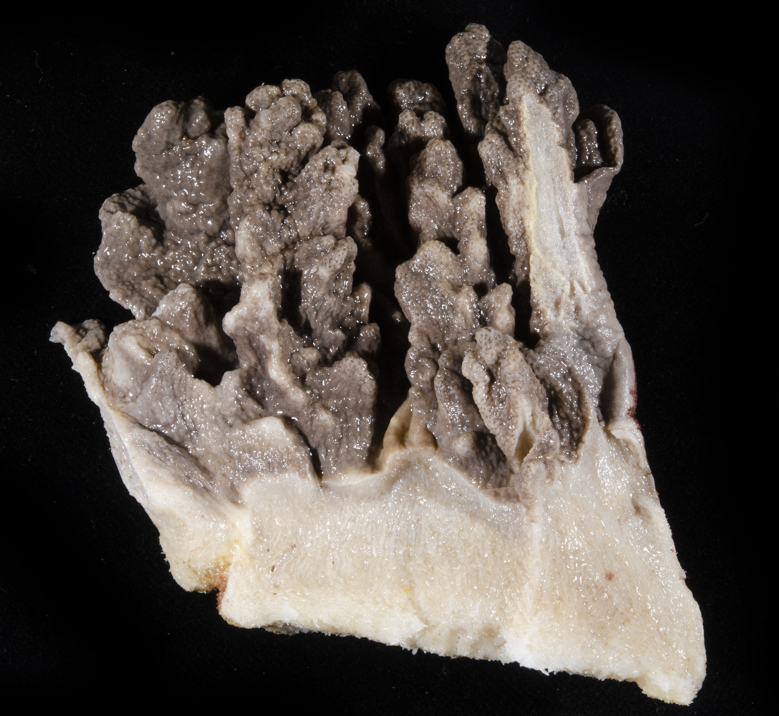 Sinularia polydactyla thumbnail