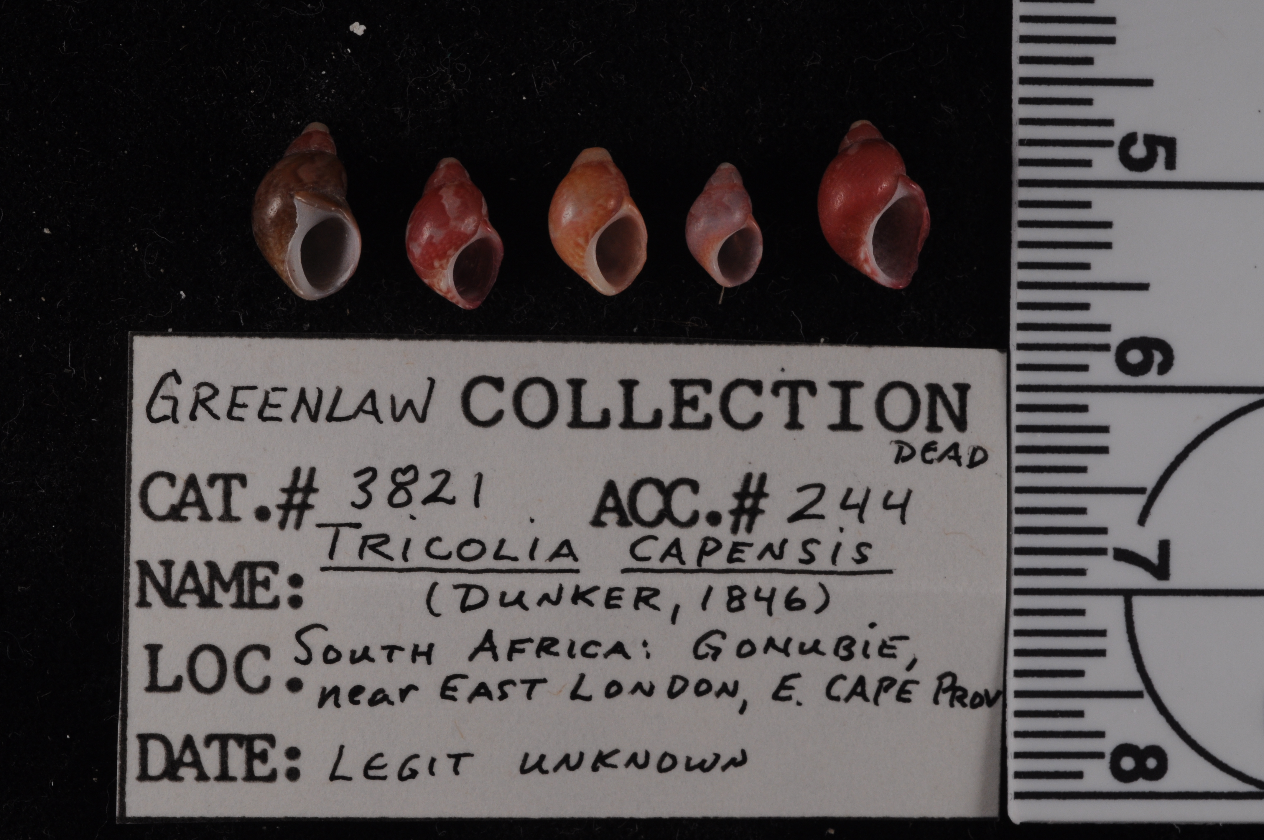 Tricolia capensis image