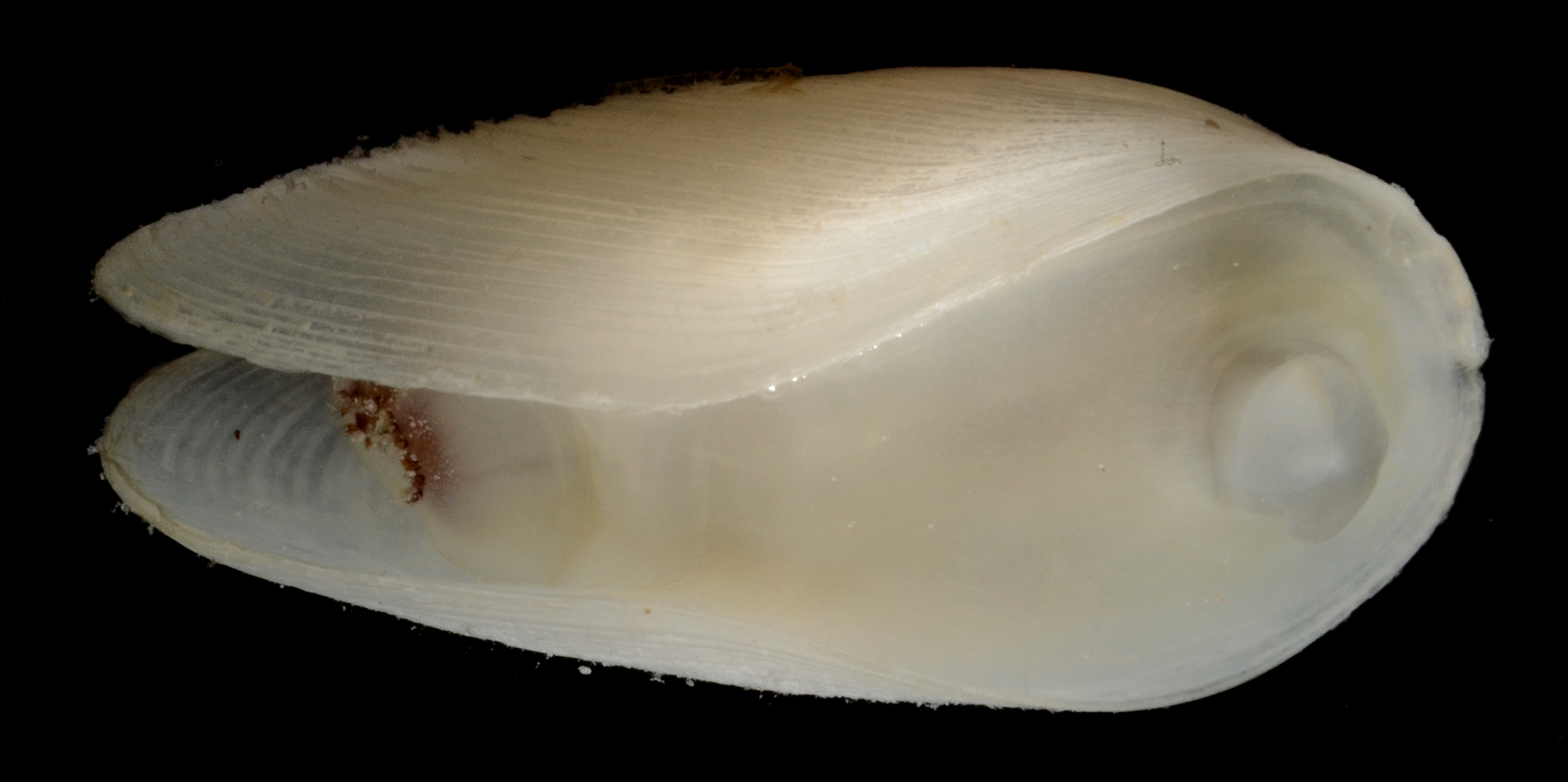 Gastrochaena cuneiformis image