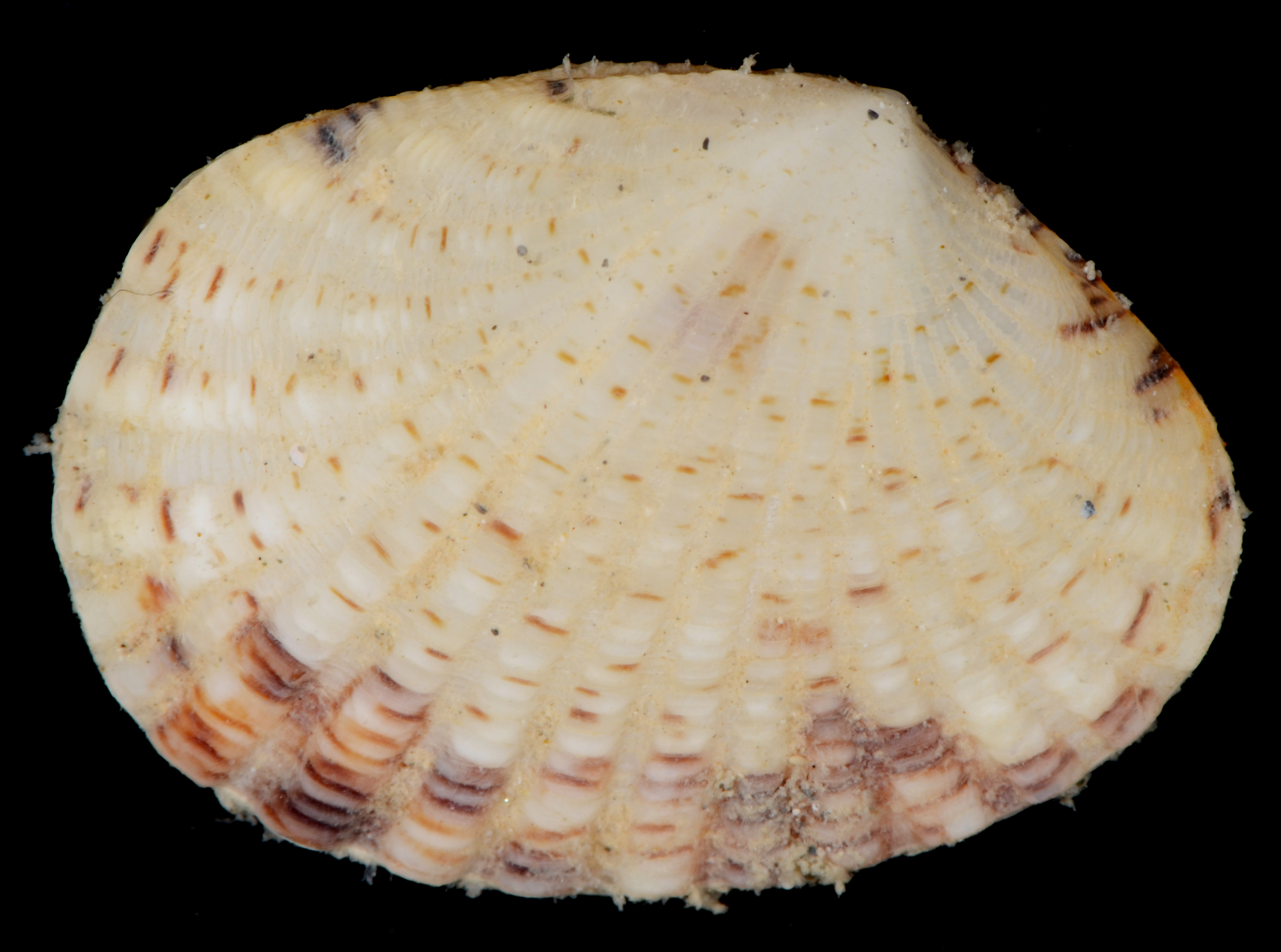 Gafrarium pectinatum image