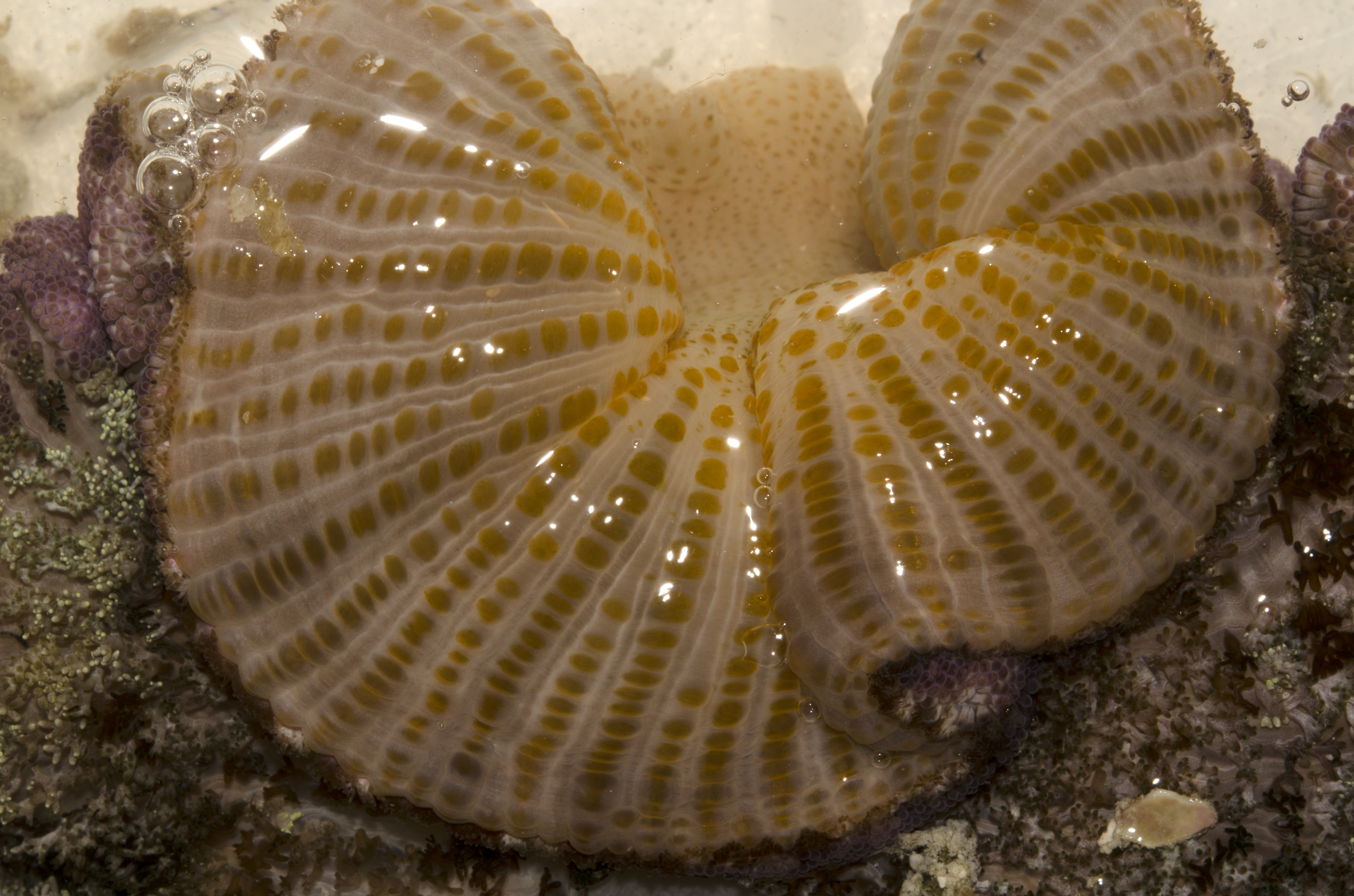 Cryptodendrum adhaesivum thumbnail