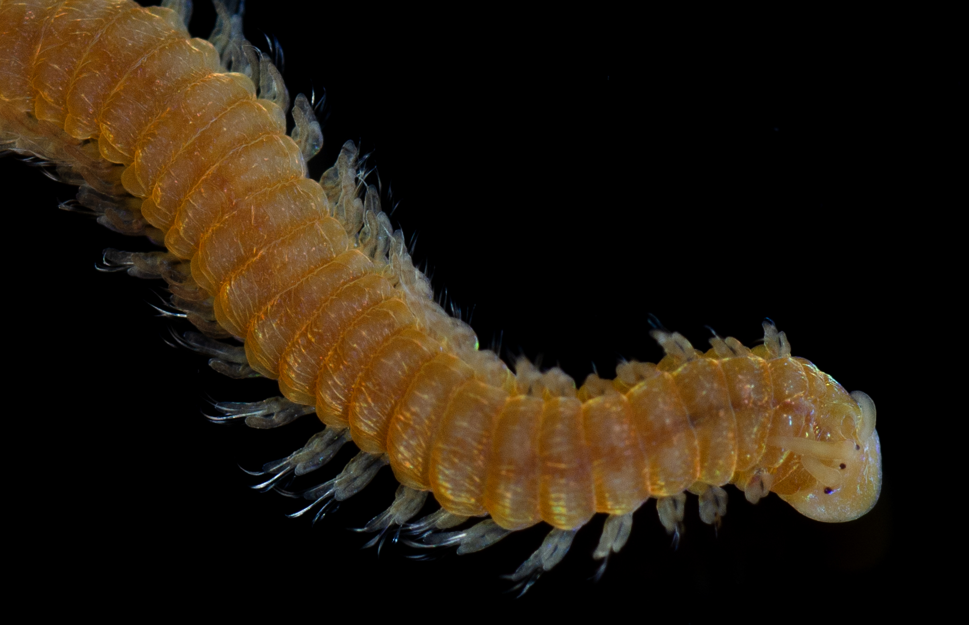 Oenonidae thumbnail