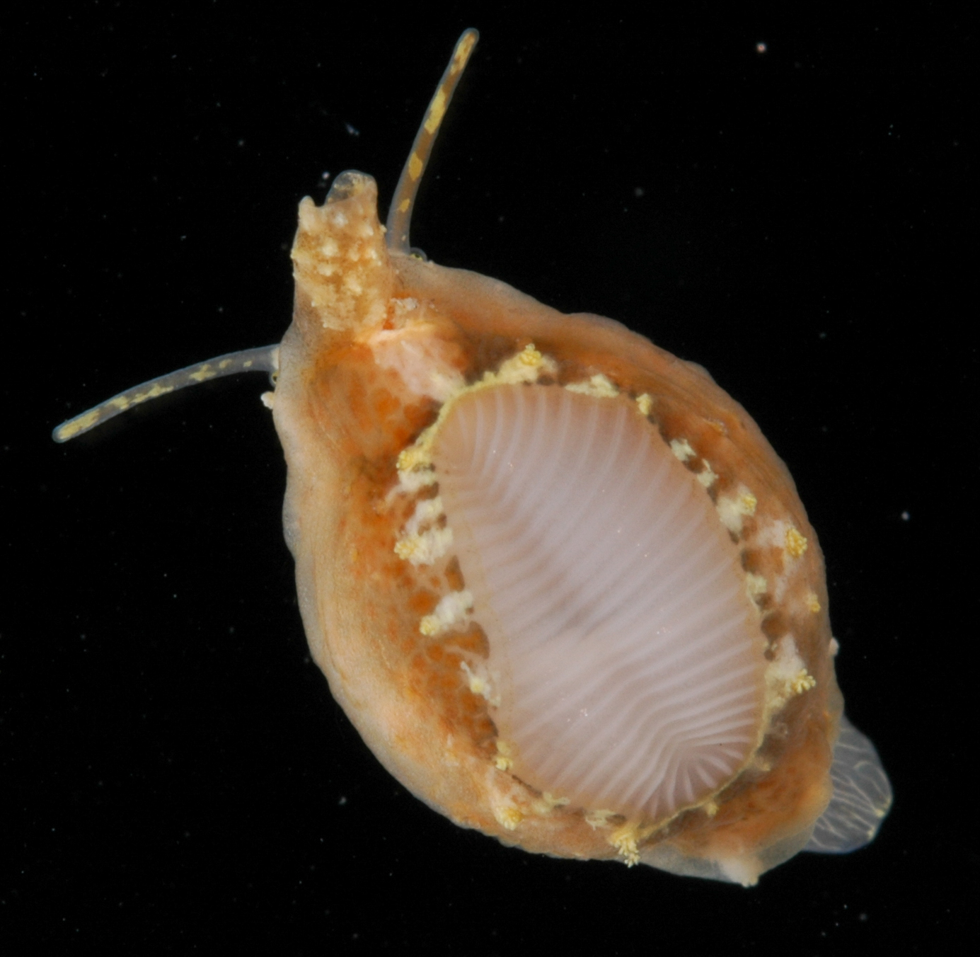 Trivirostra oryza