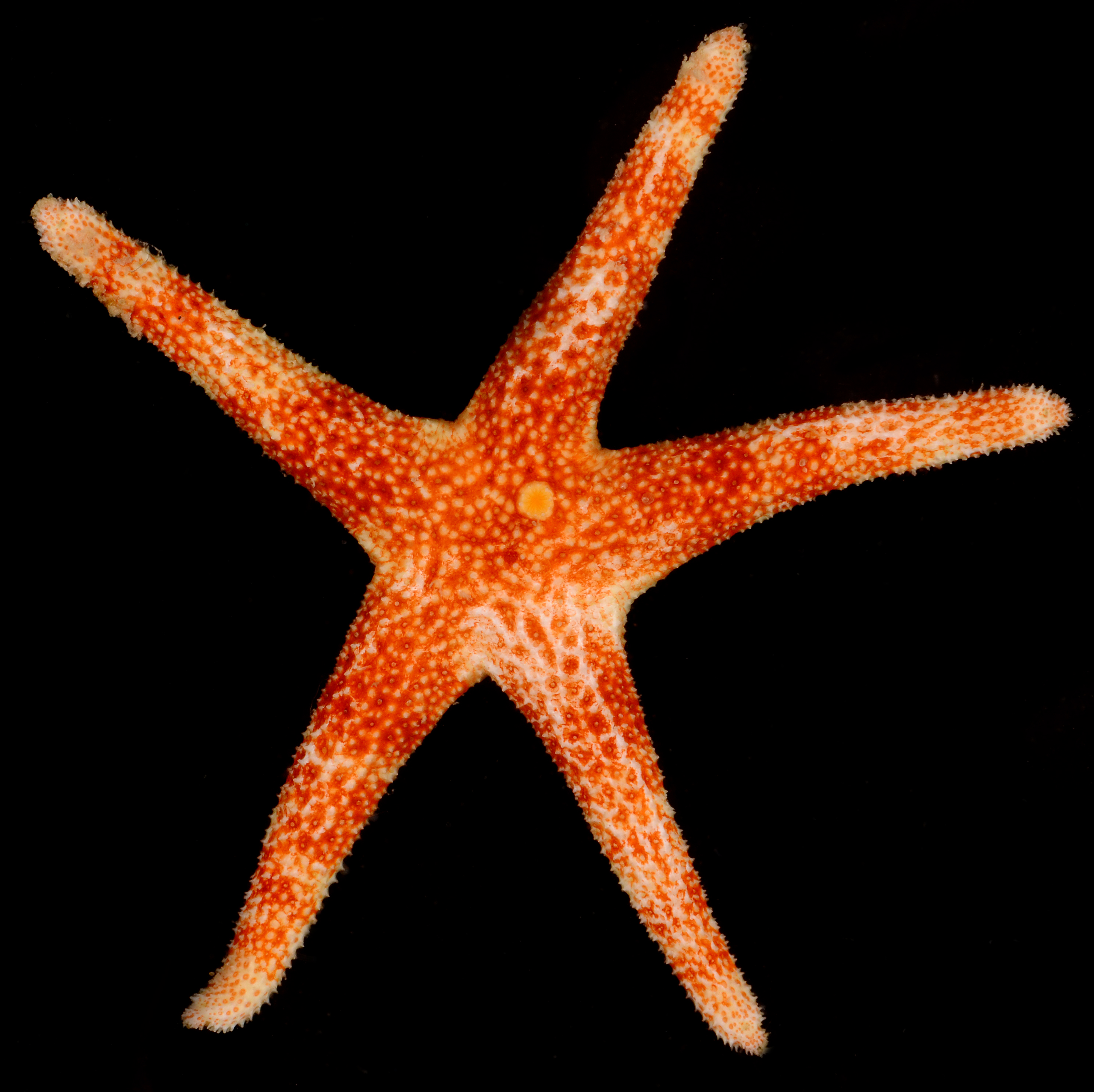 Echinasteridae