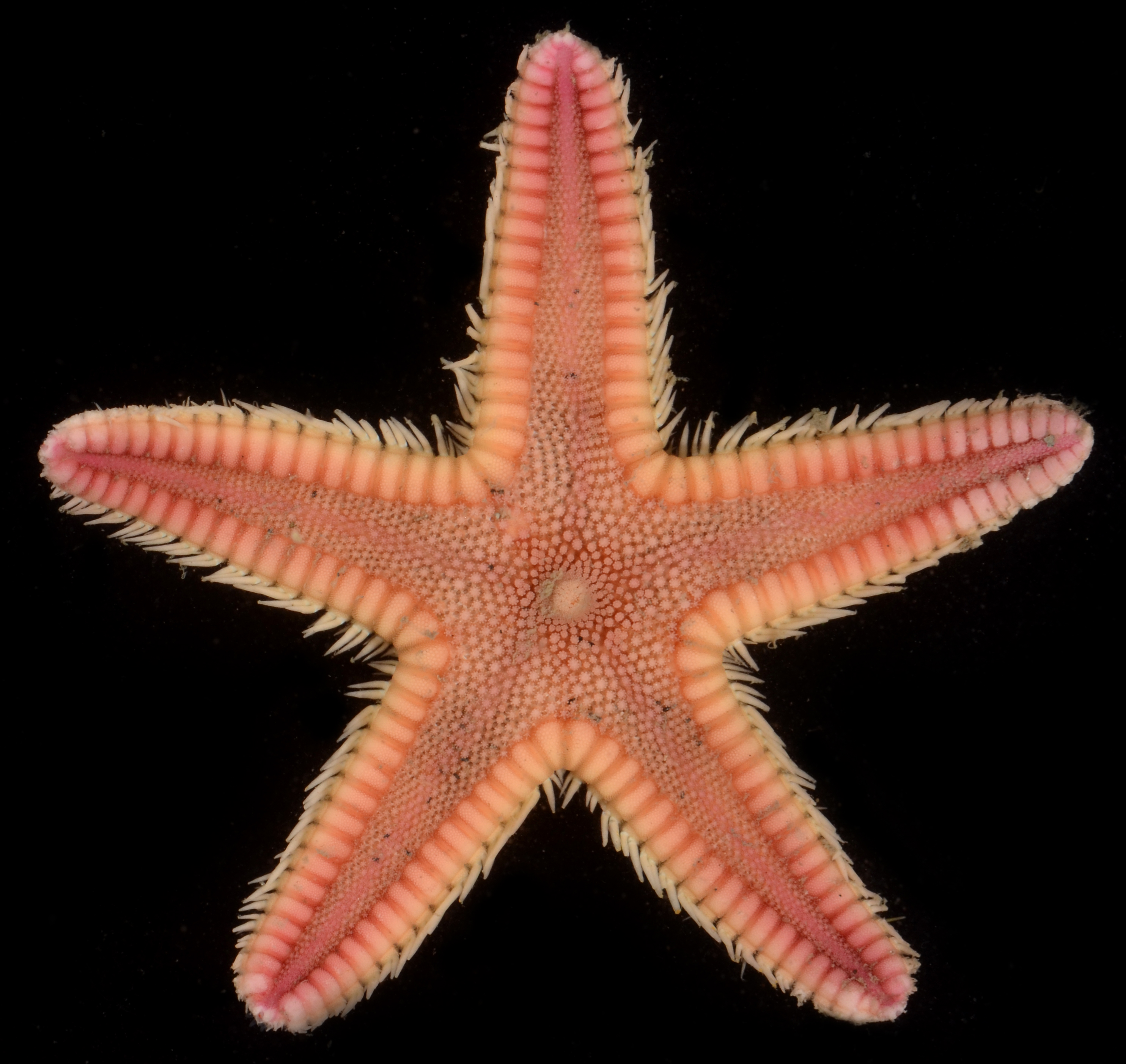 Astropectinidae image