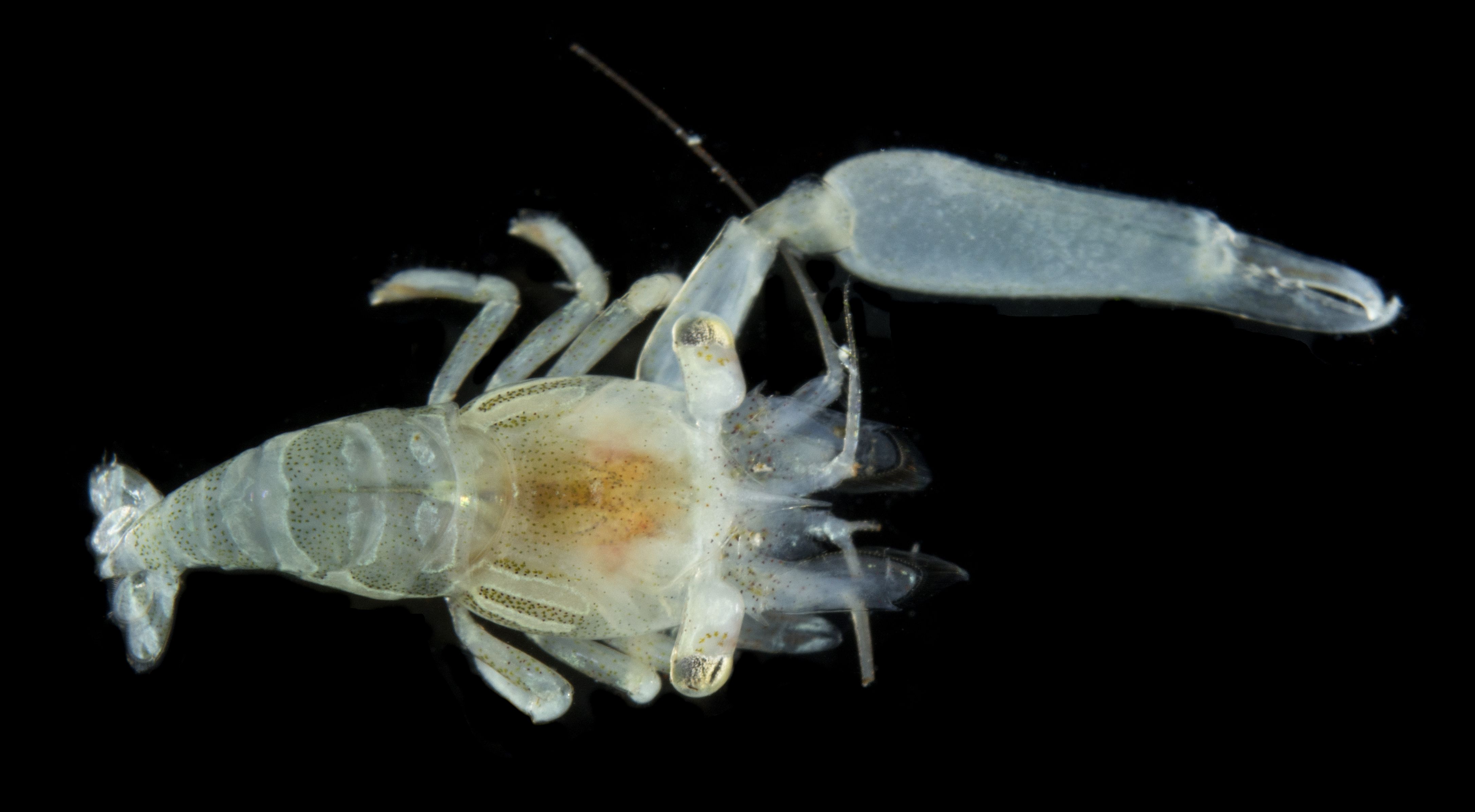 Harpiliopsis thumbnail