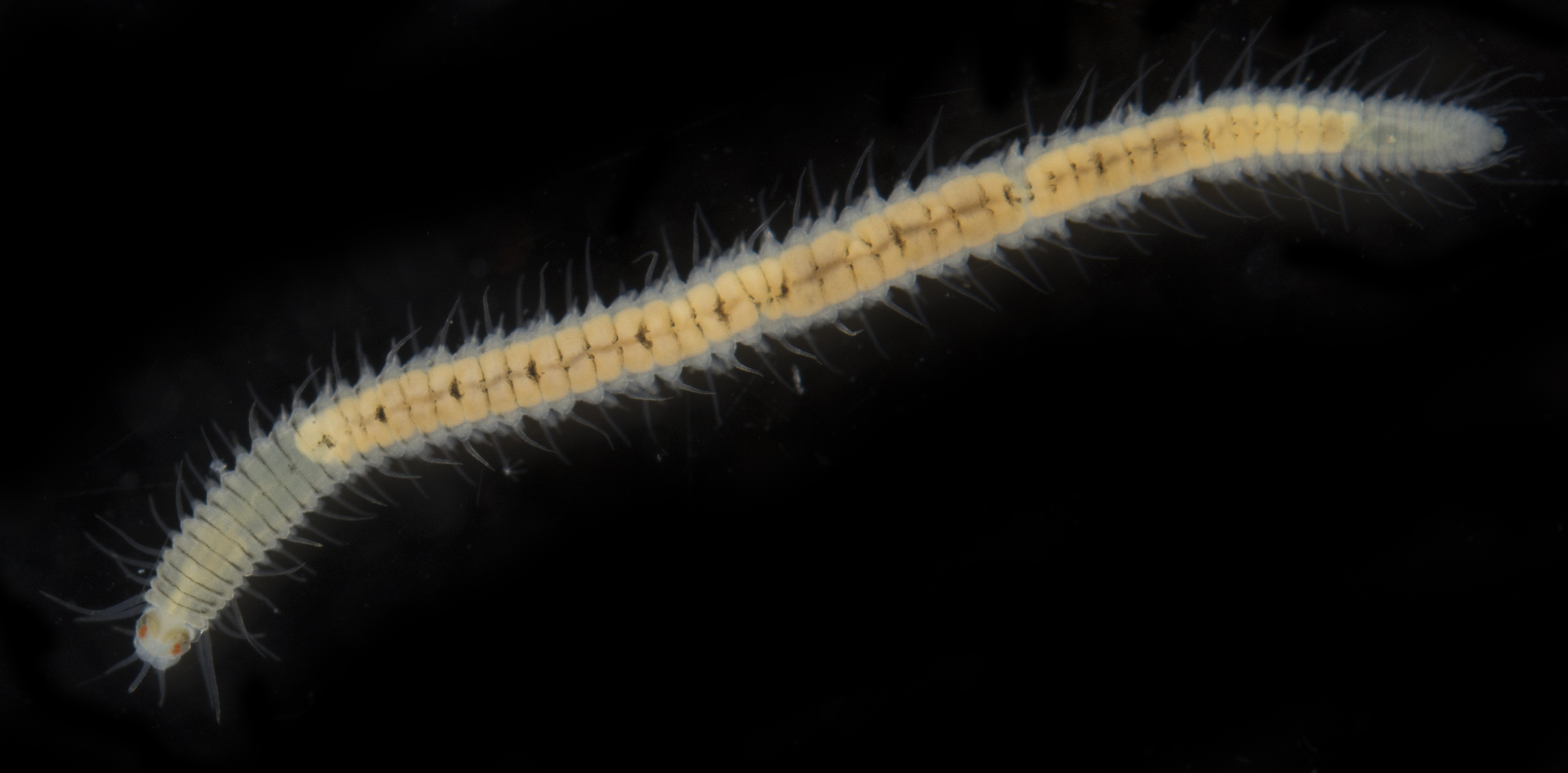 Odontosyllis phosphorea thumbnail