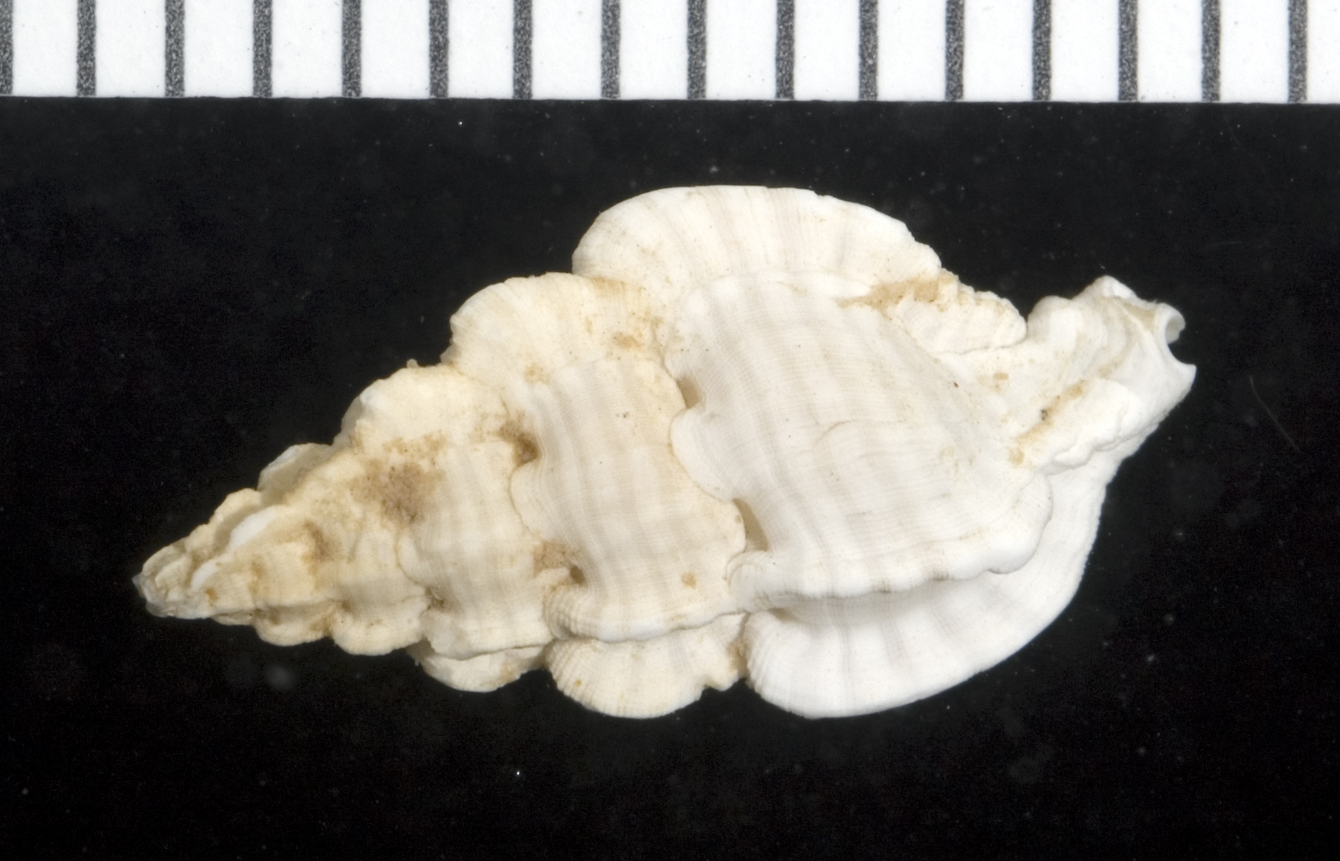 Aspella hildrunae