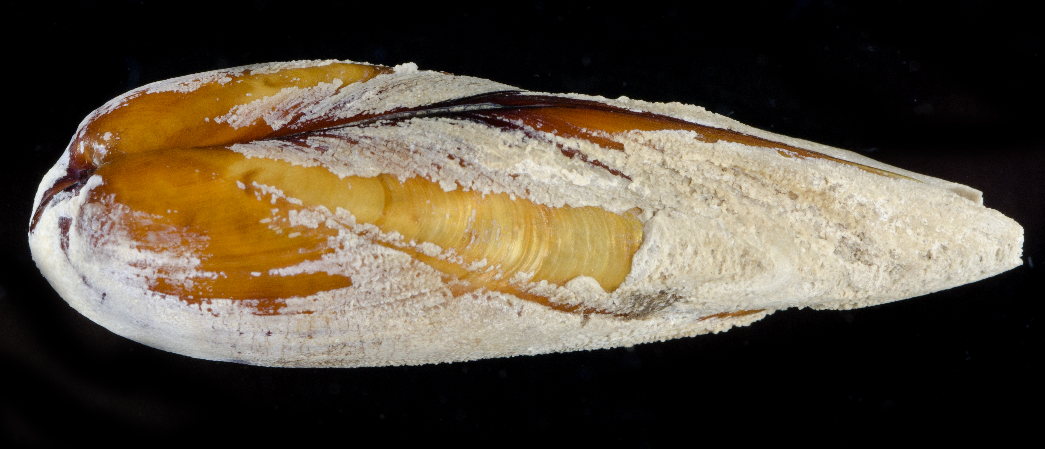 Lithophaga bisulcata image