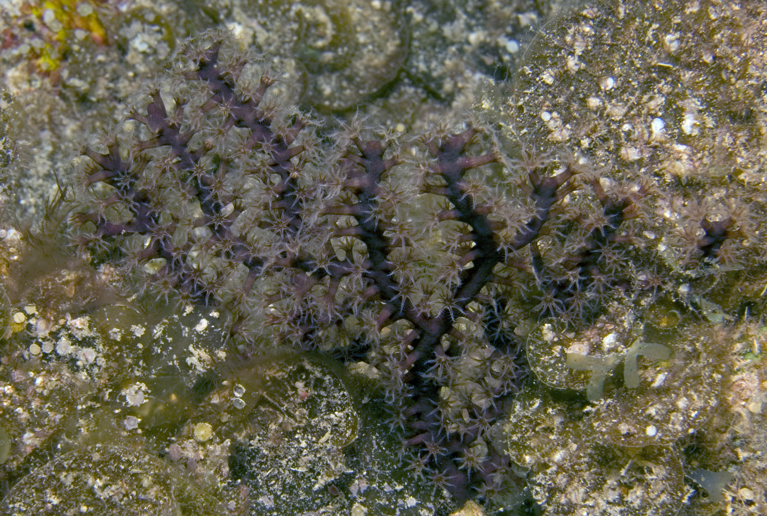 Astrogorgia