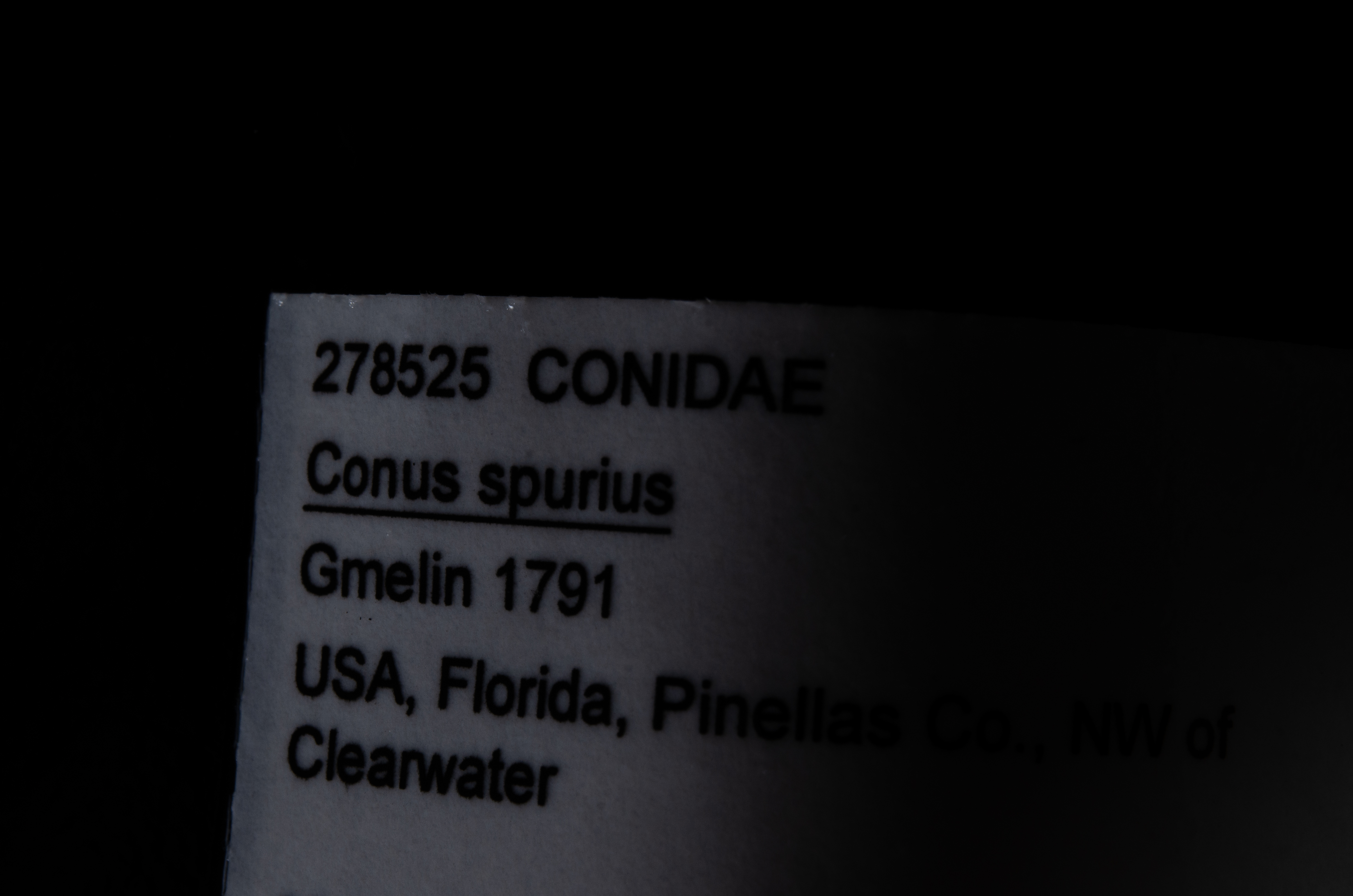 Conus spurius