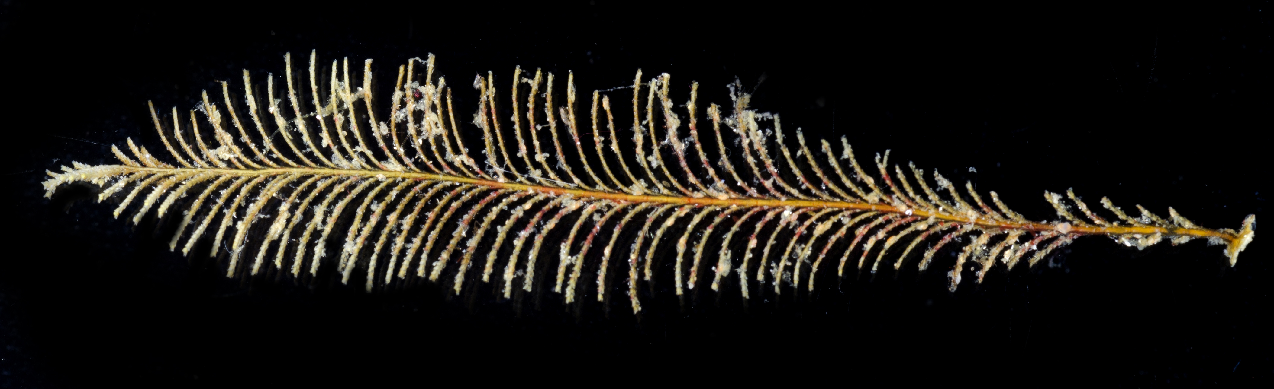 Sertularia cupressoides image