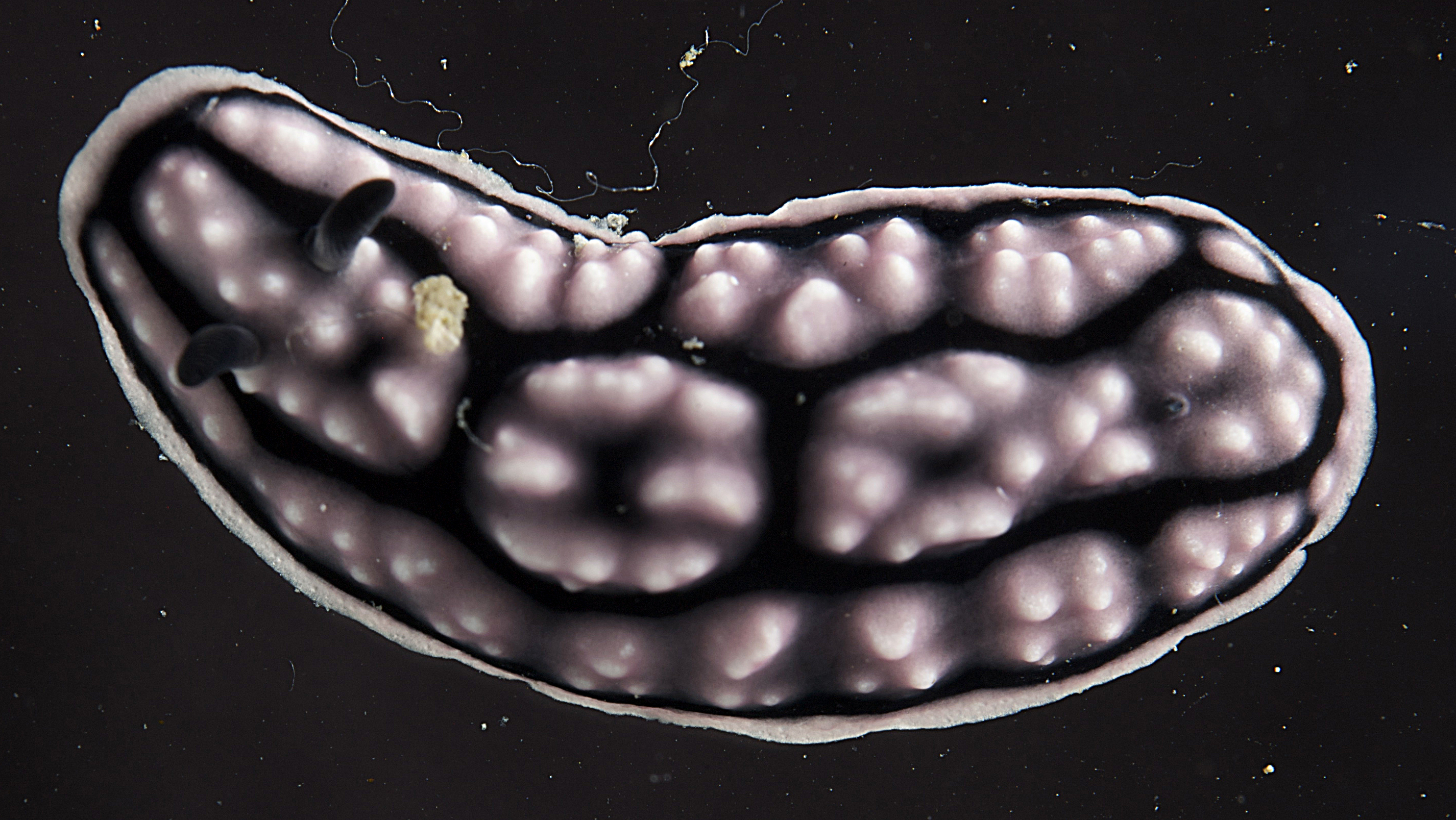 Phyllidiella annulata image