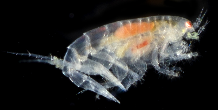 Americhelidium