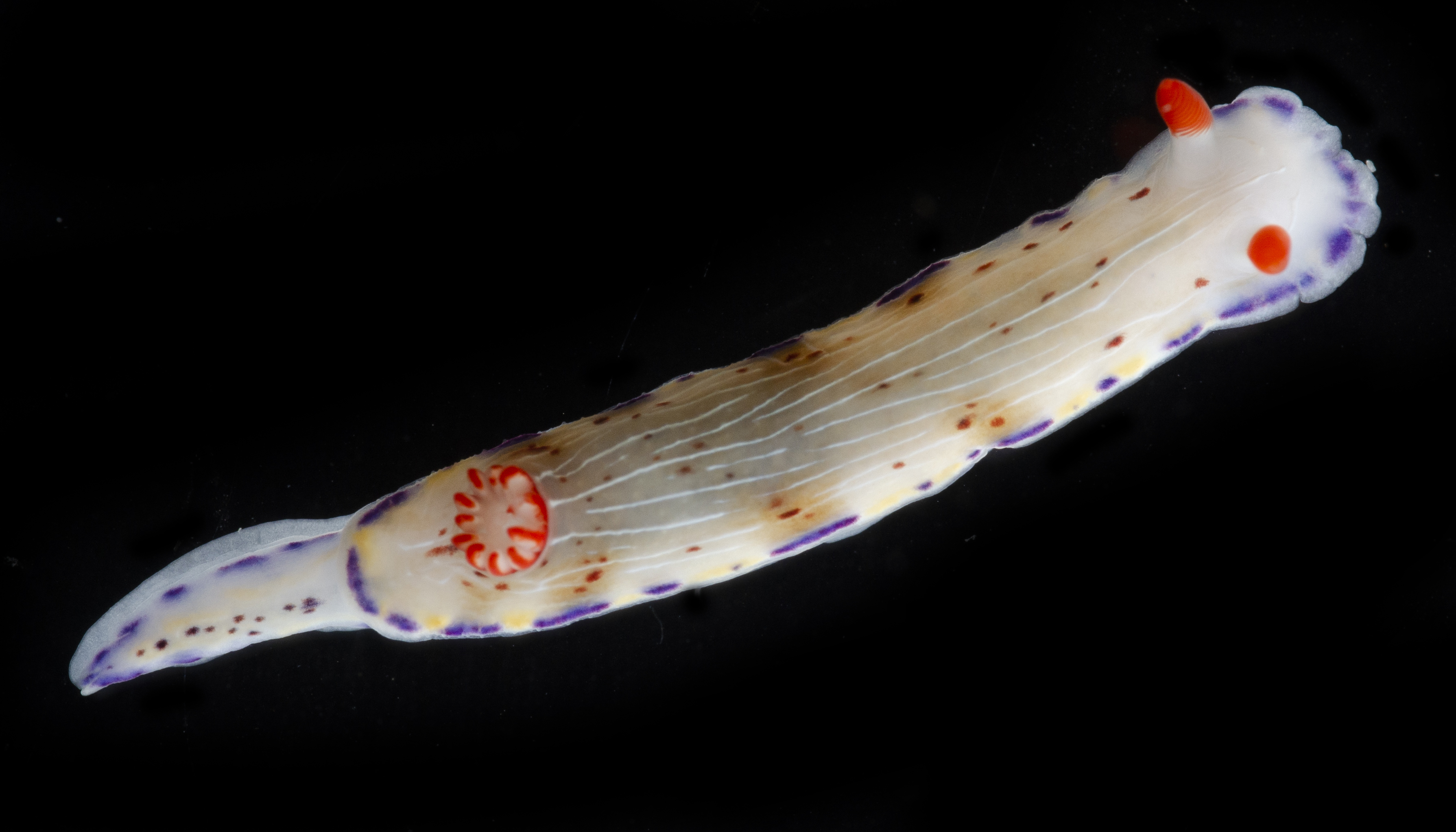 Hypselodoris carnea image