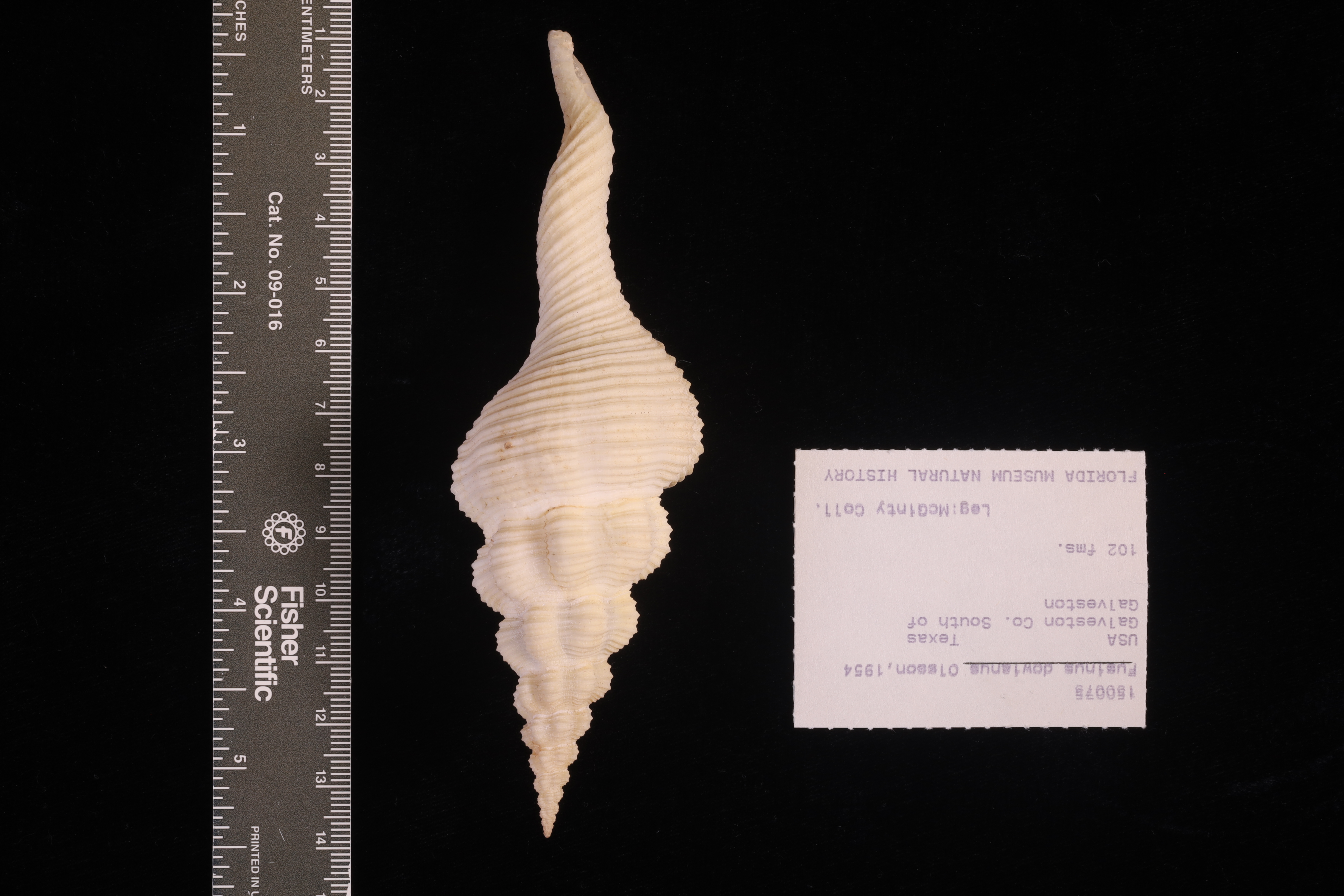 Fusinus dowianus