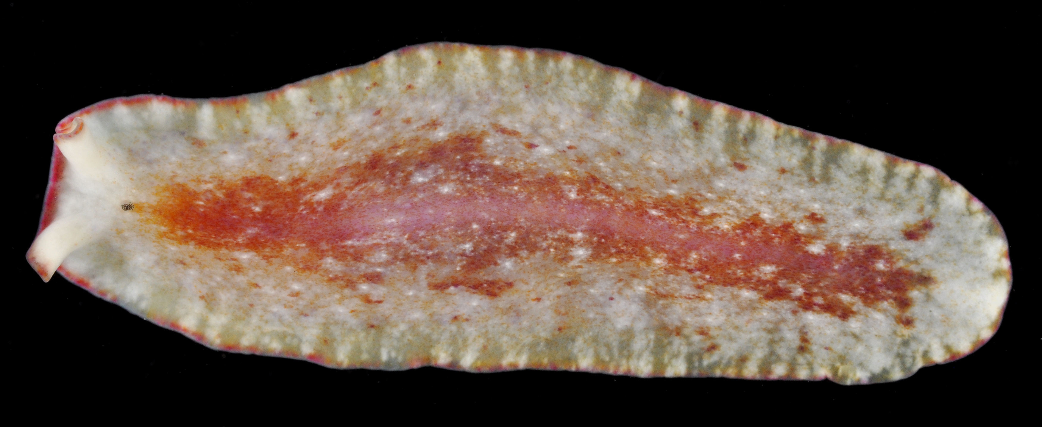 Pseudoceros goslineri thumbnail