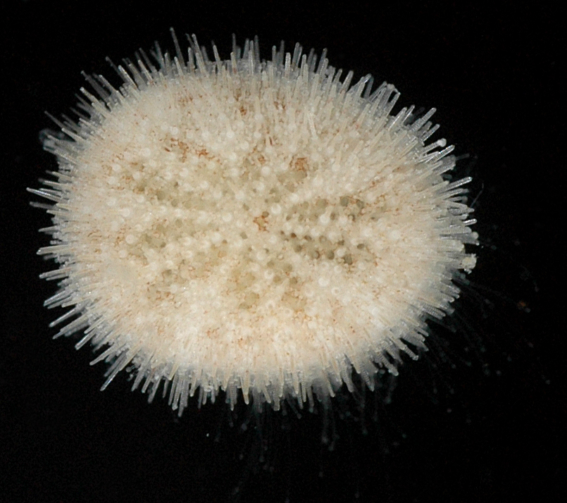 Fibulariidae image