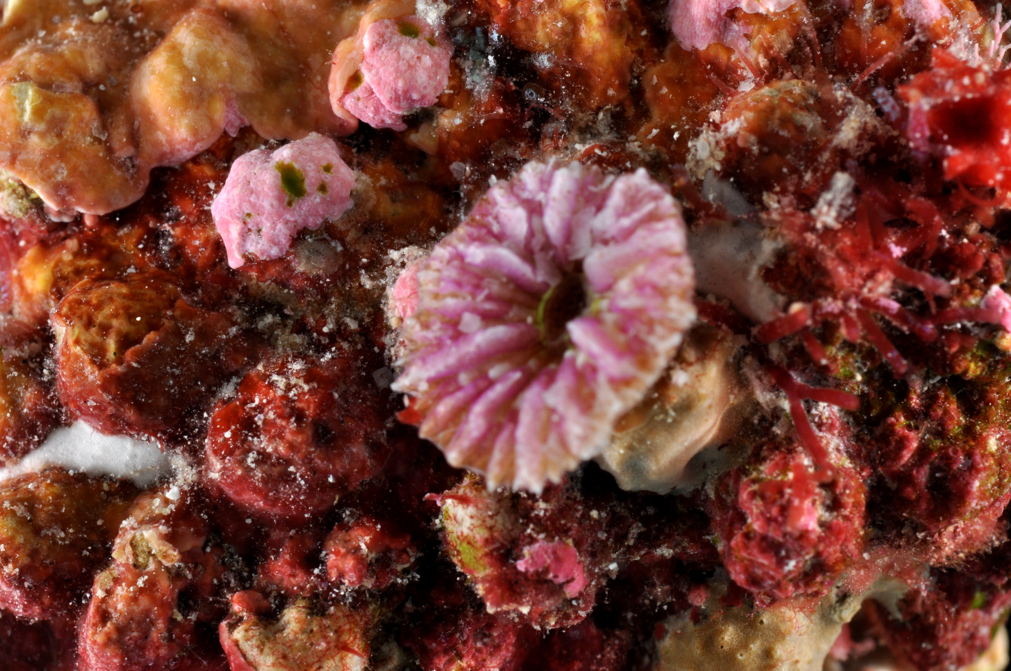 Fungiidae
