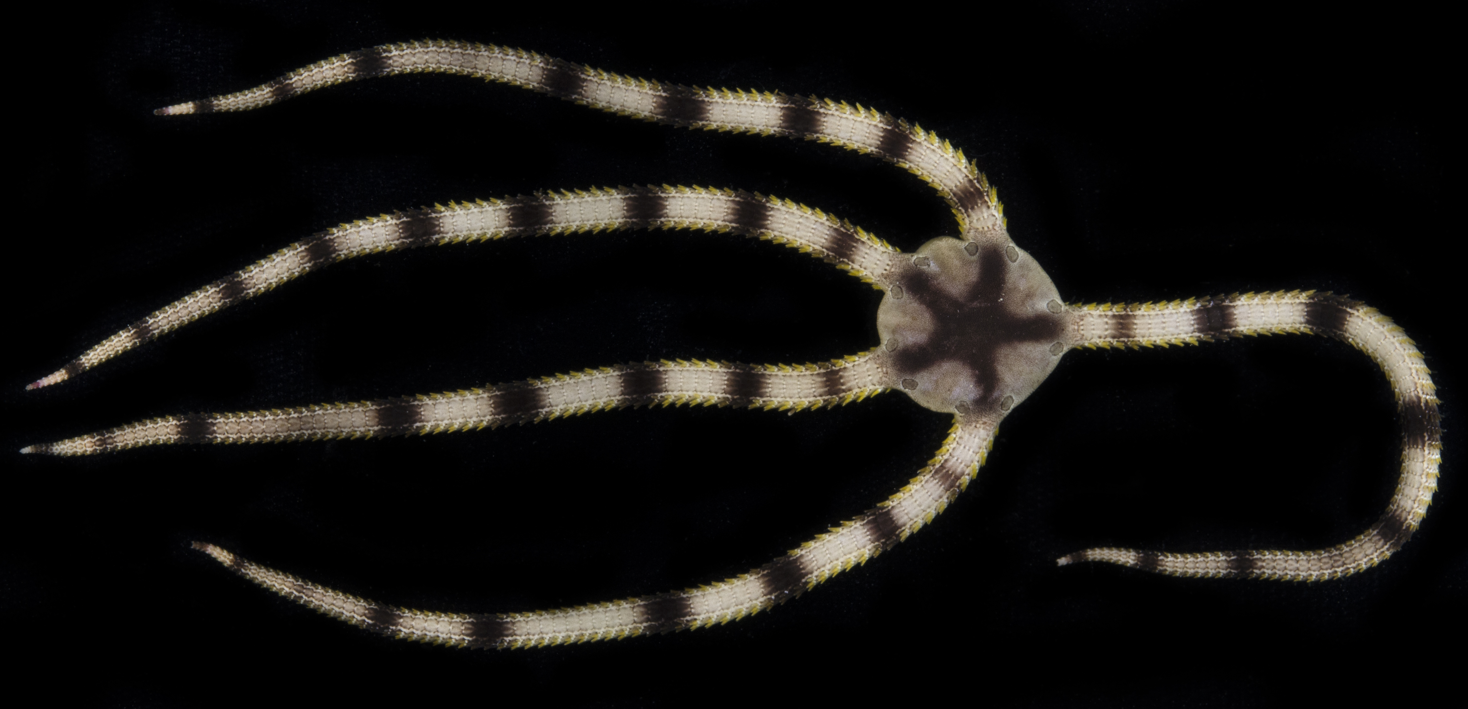 Ophiarachnella septemspinosa image
