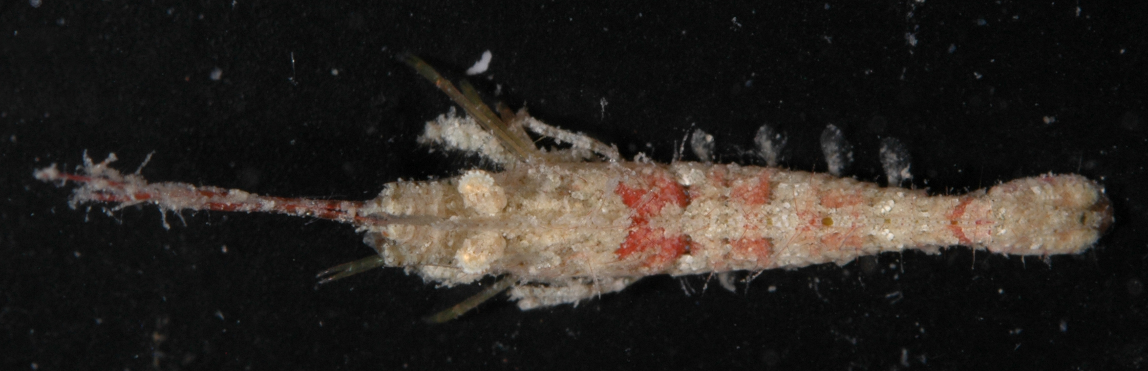 Sicyoniidae image