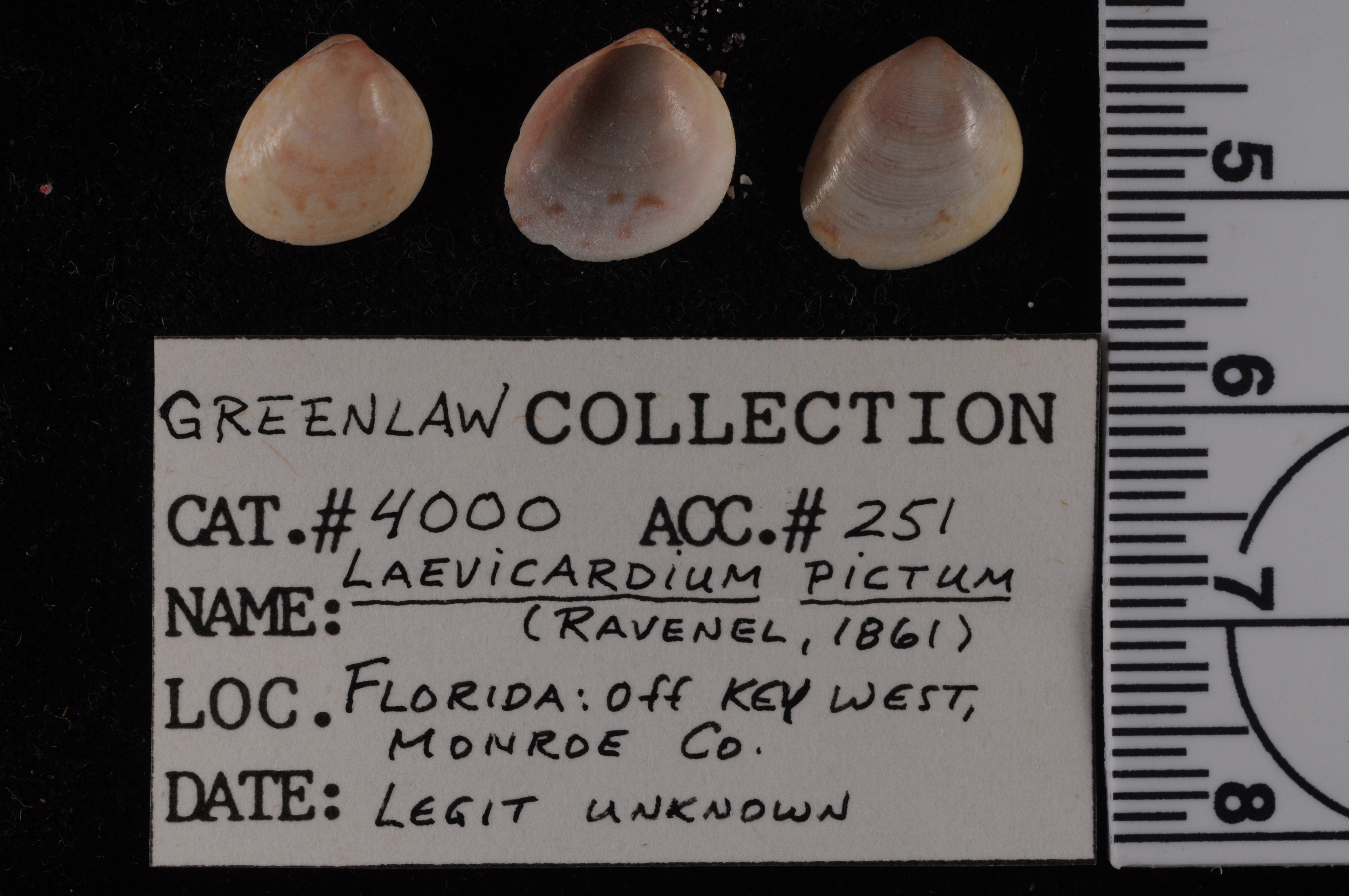 Laevicardium pictum image
