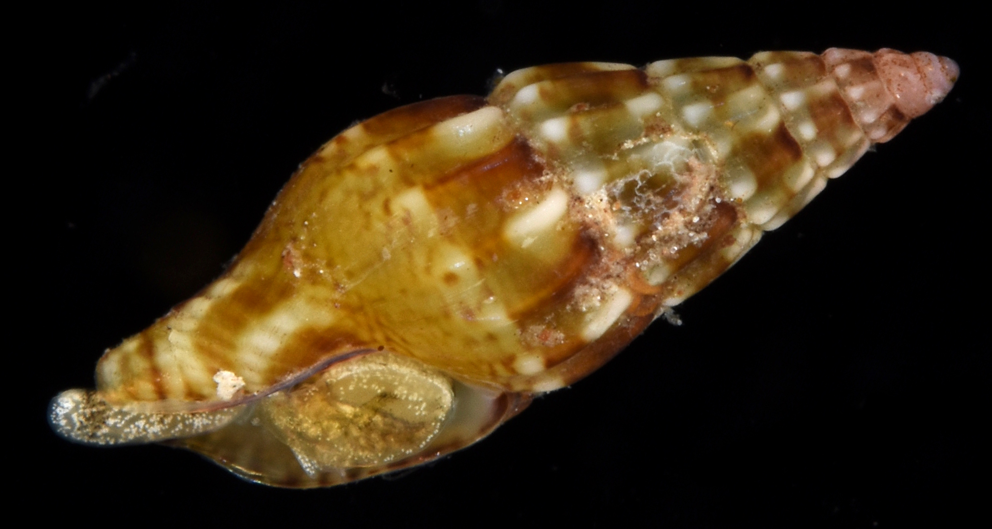 Suturoglypta pretrii thumbnail