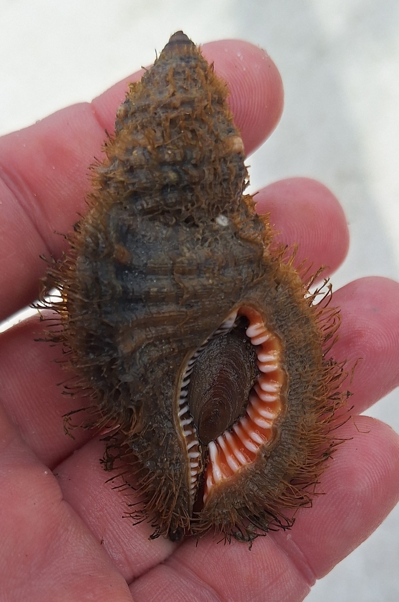 Monoplex pilearis thumbnail