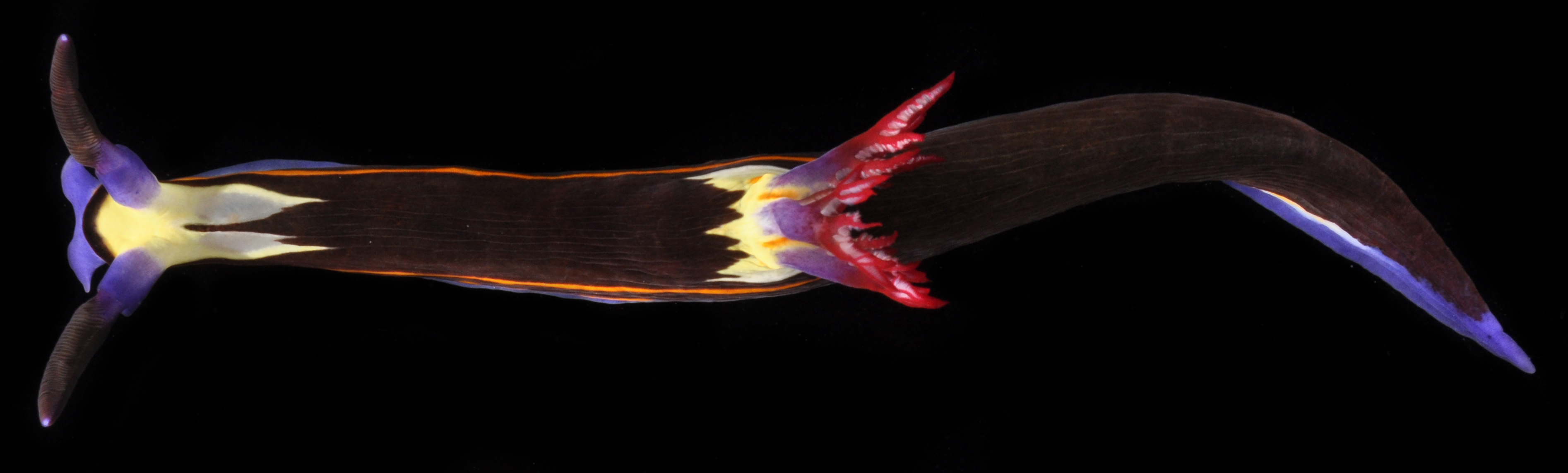 Nembrotha megalocera thumbnail
