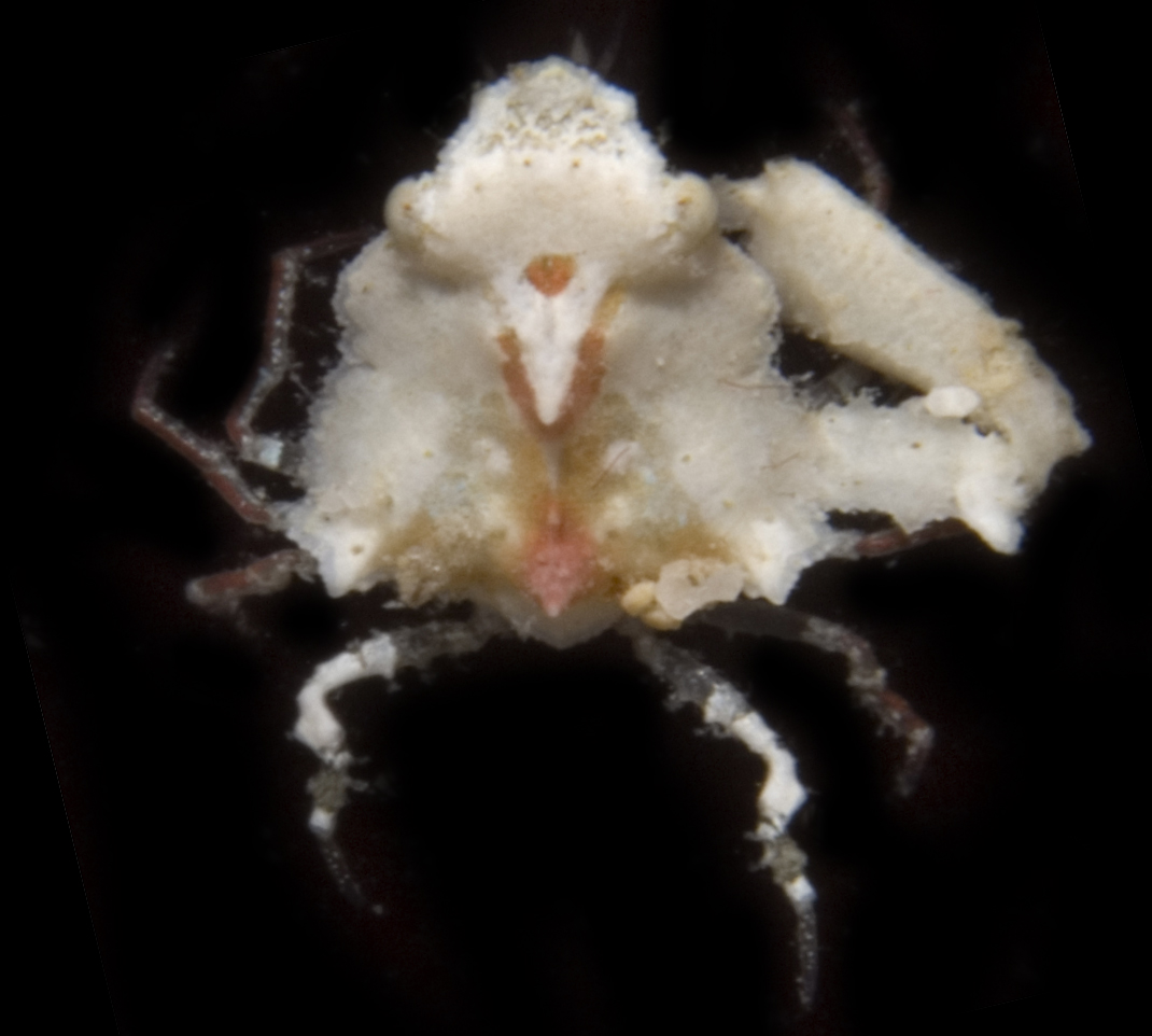 Parthenopidae image