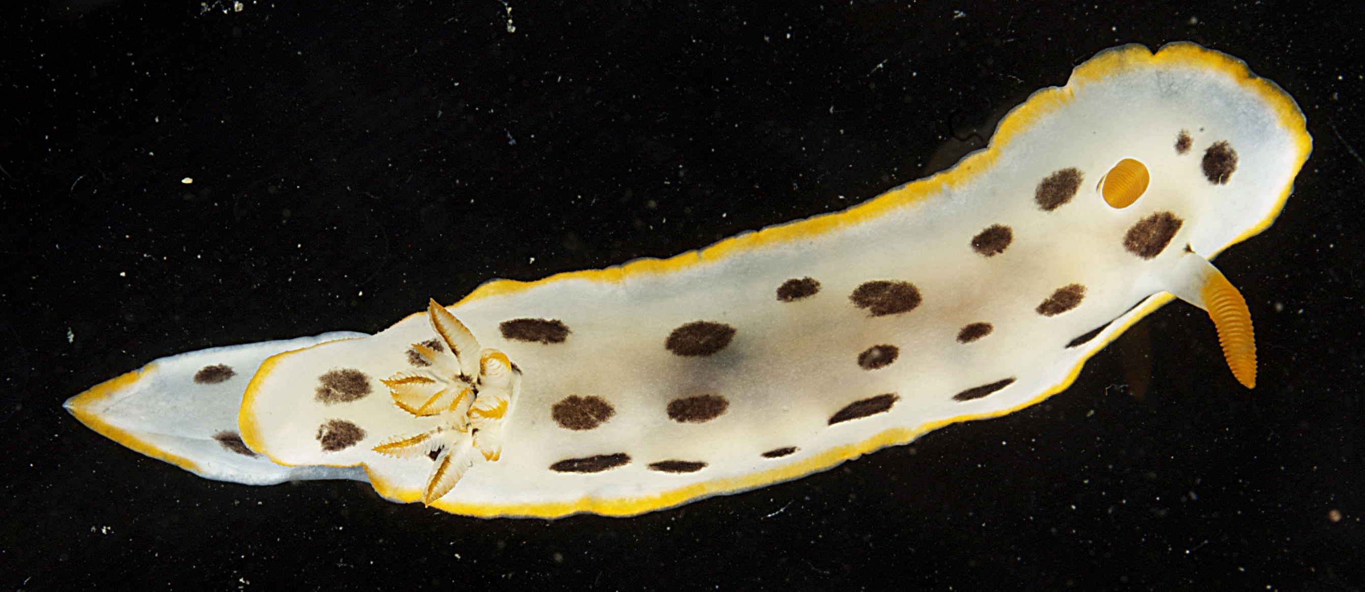 Chromodoris orientalis