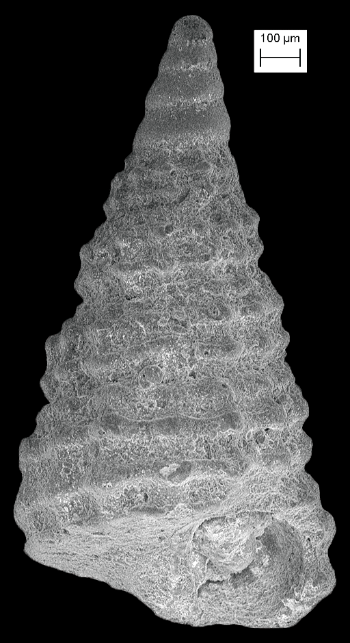 Cerithiopsis flava image