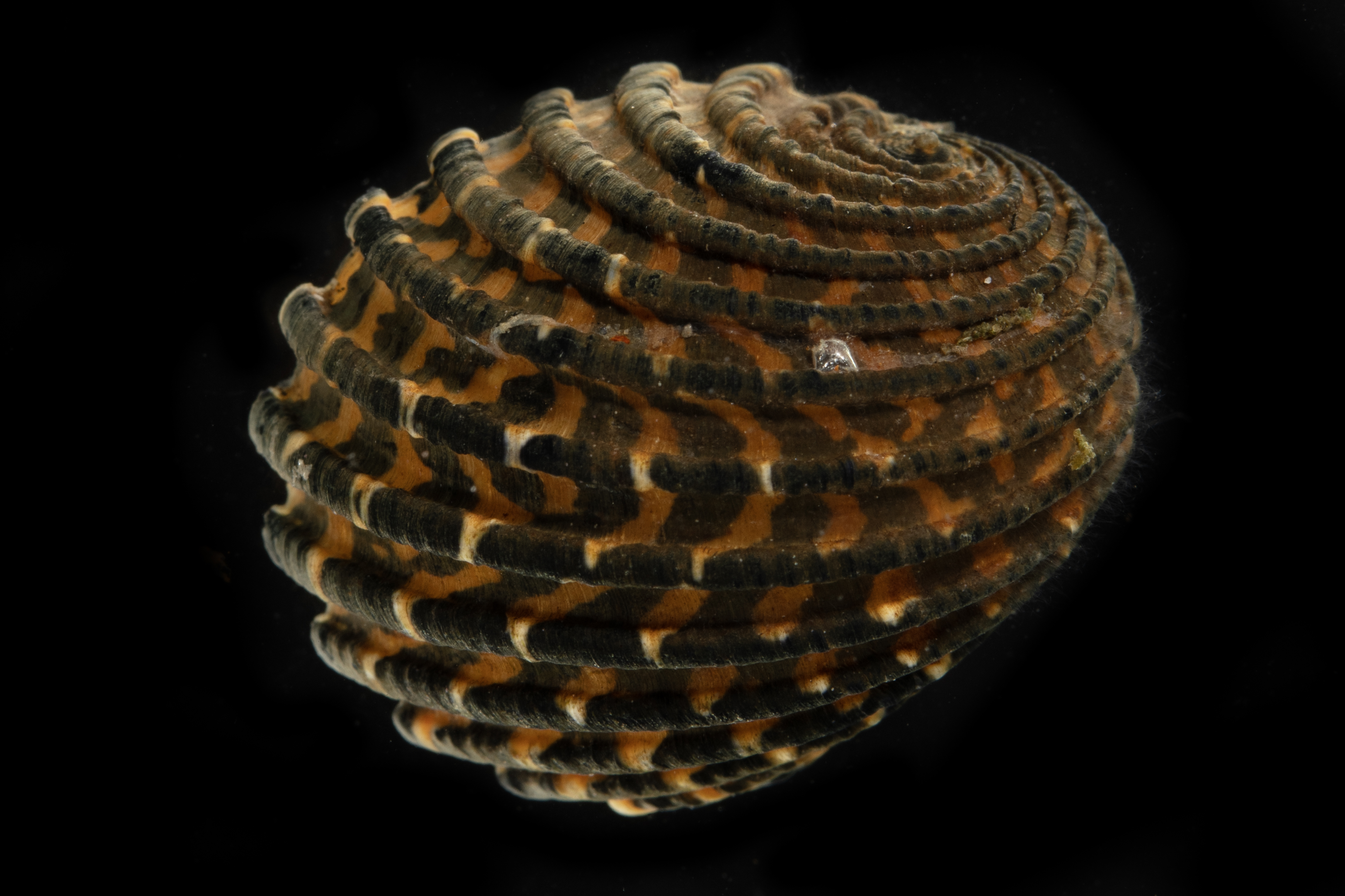 Nerita exuvia thumbnail