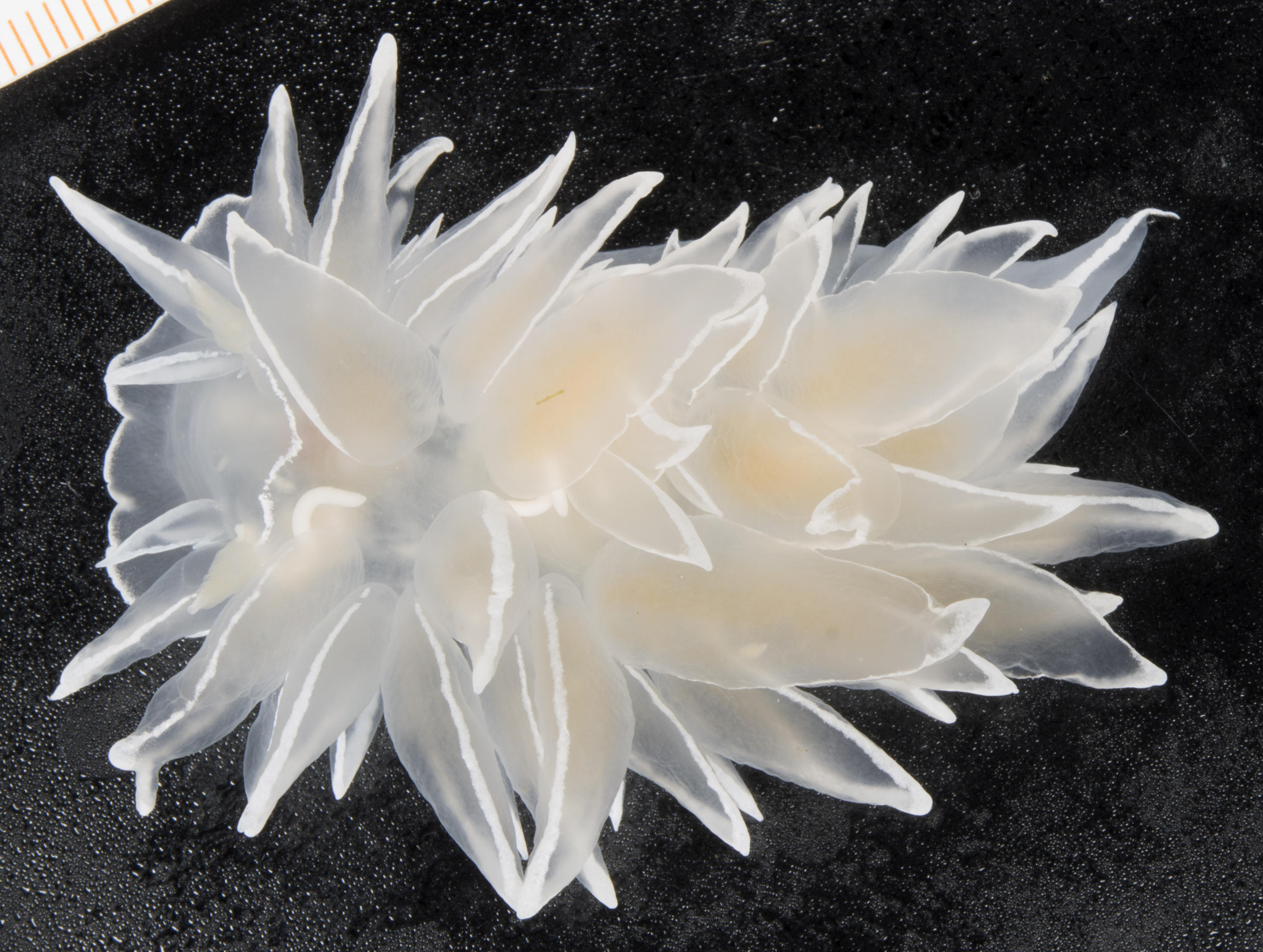 Dirona albolineata
