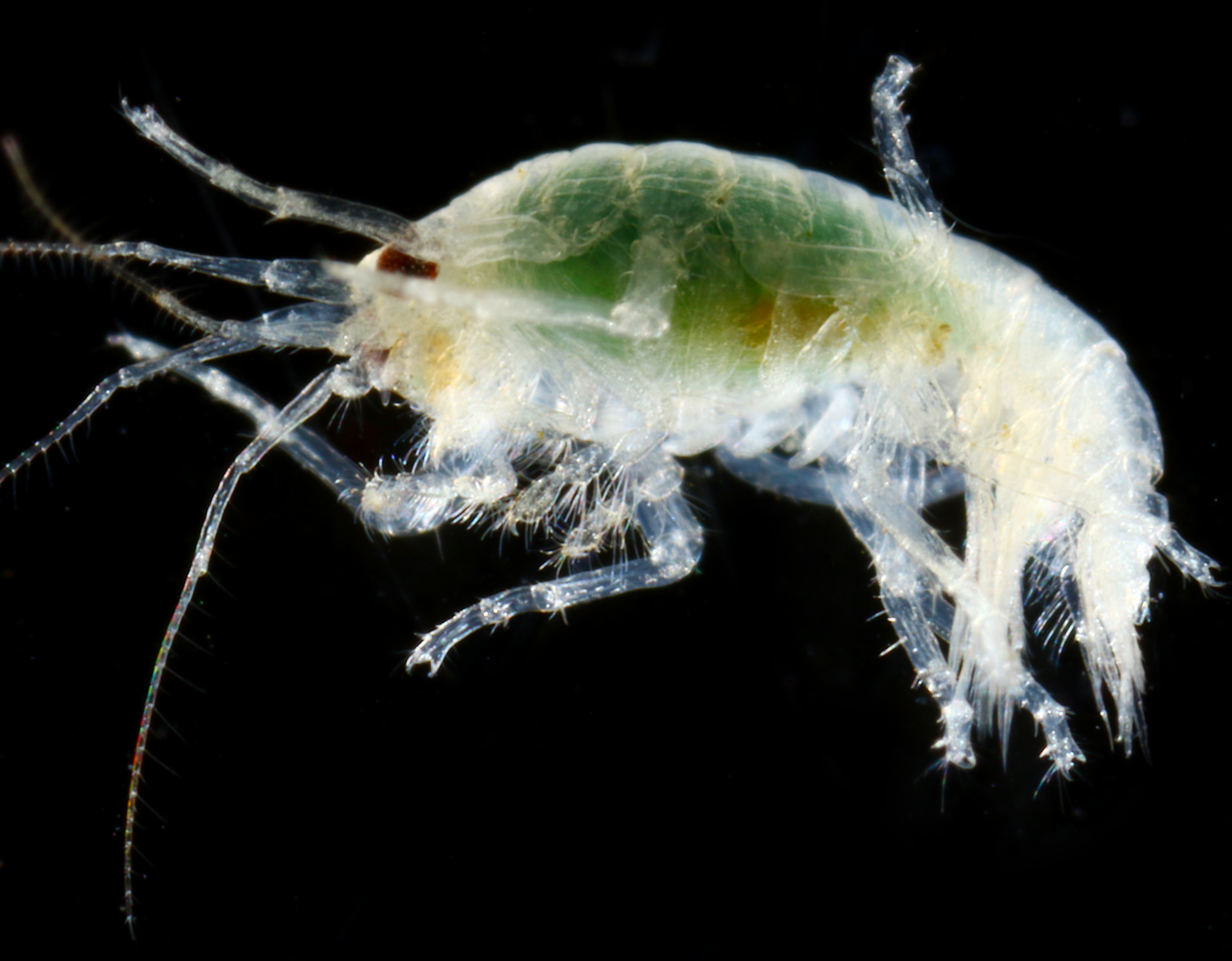 Polycheria